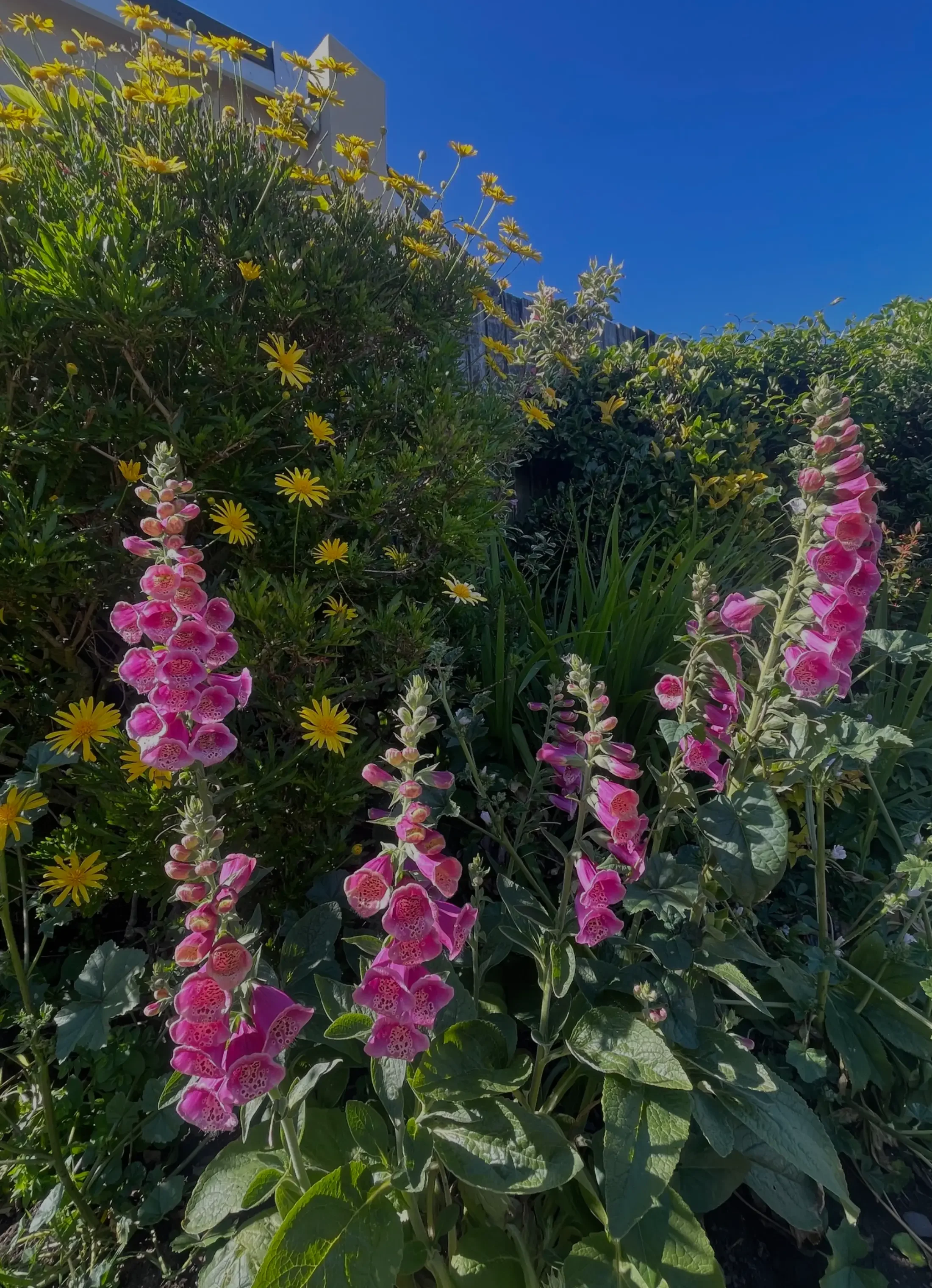 Pink foxglove flowers with yellow daisies and green foliage under a blue sky.