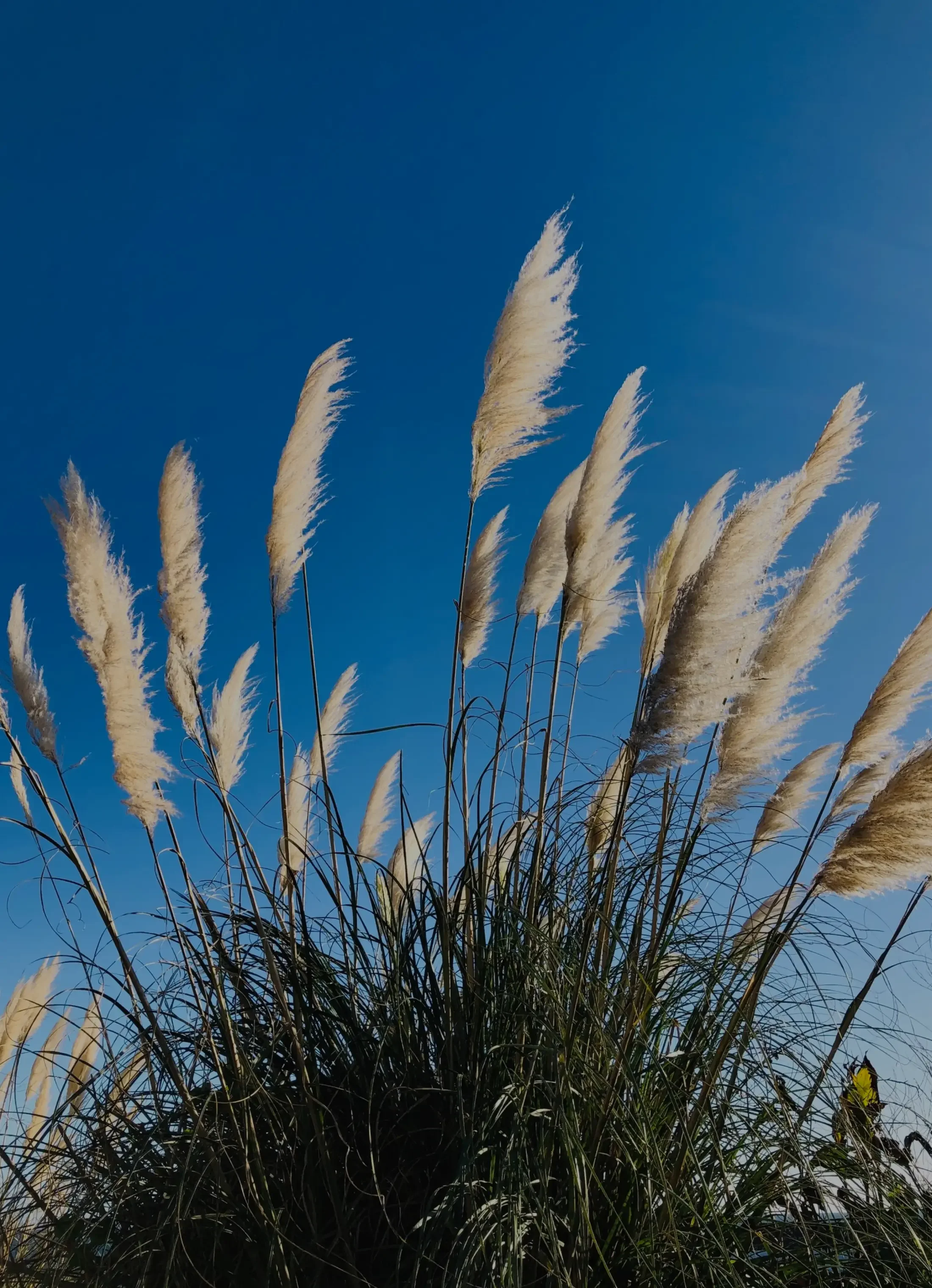 Tall pampas grass with cream-colored plumes against a clear blue sky.