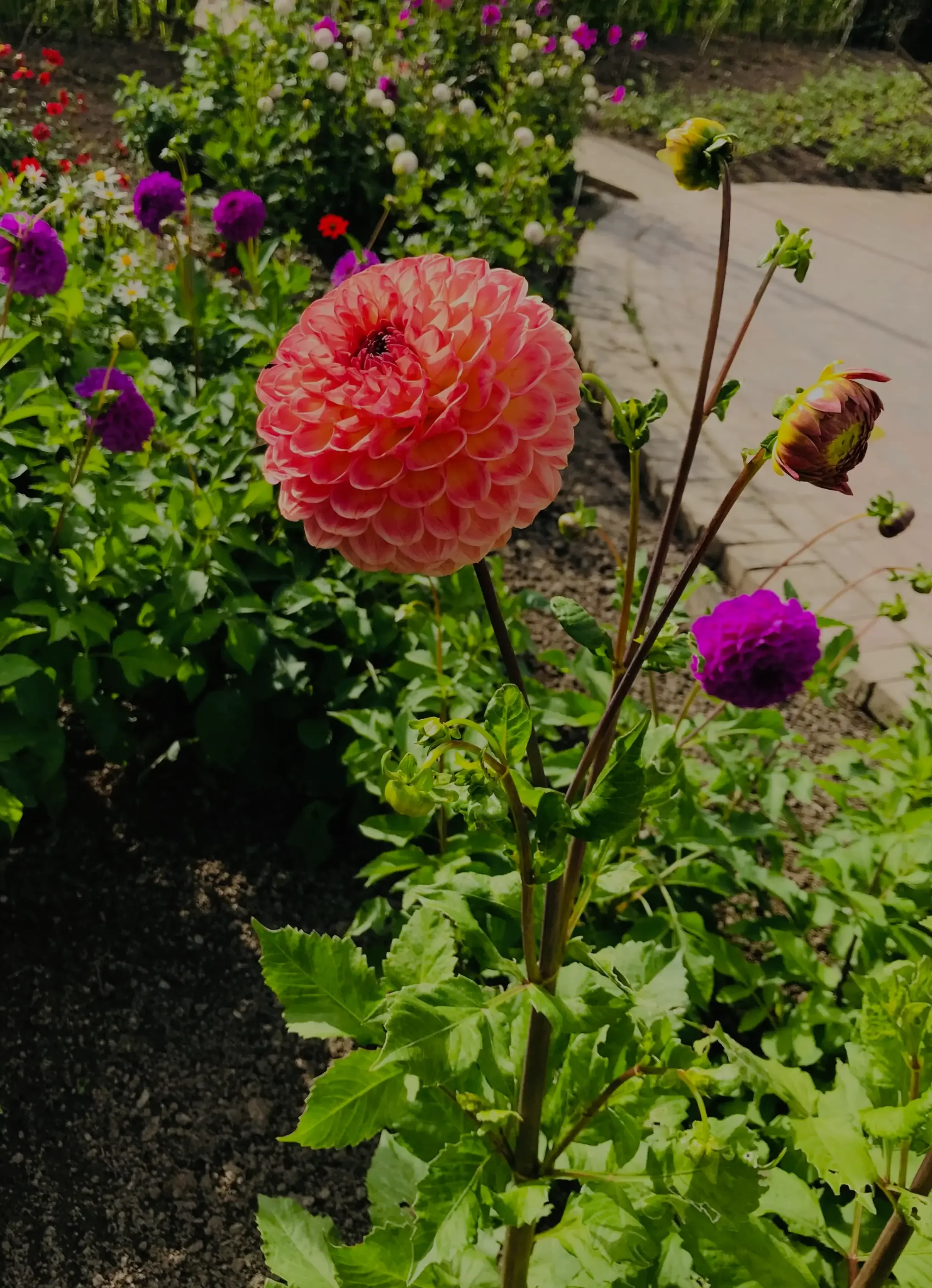 A pink dahlia flower in full bloom surrounded by purple and yellow flowers in a garden bed with green foliage and a brick pathway in the background.