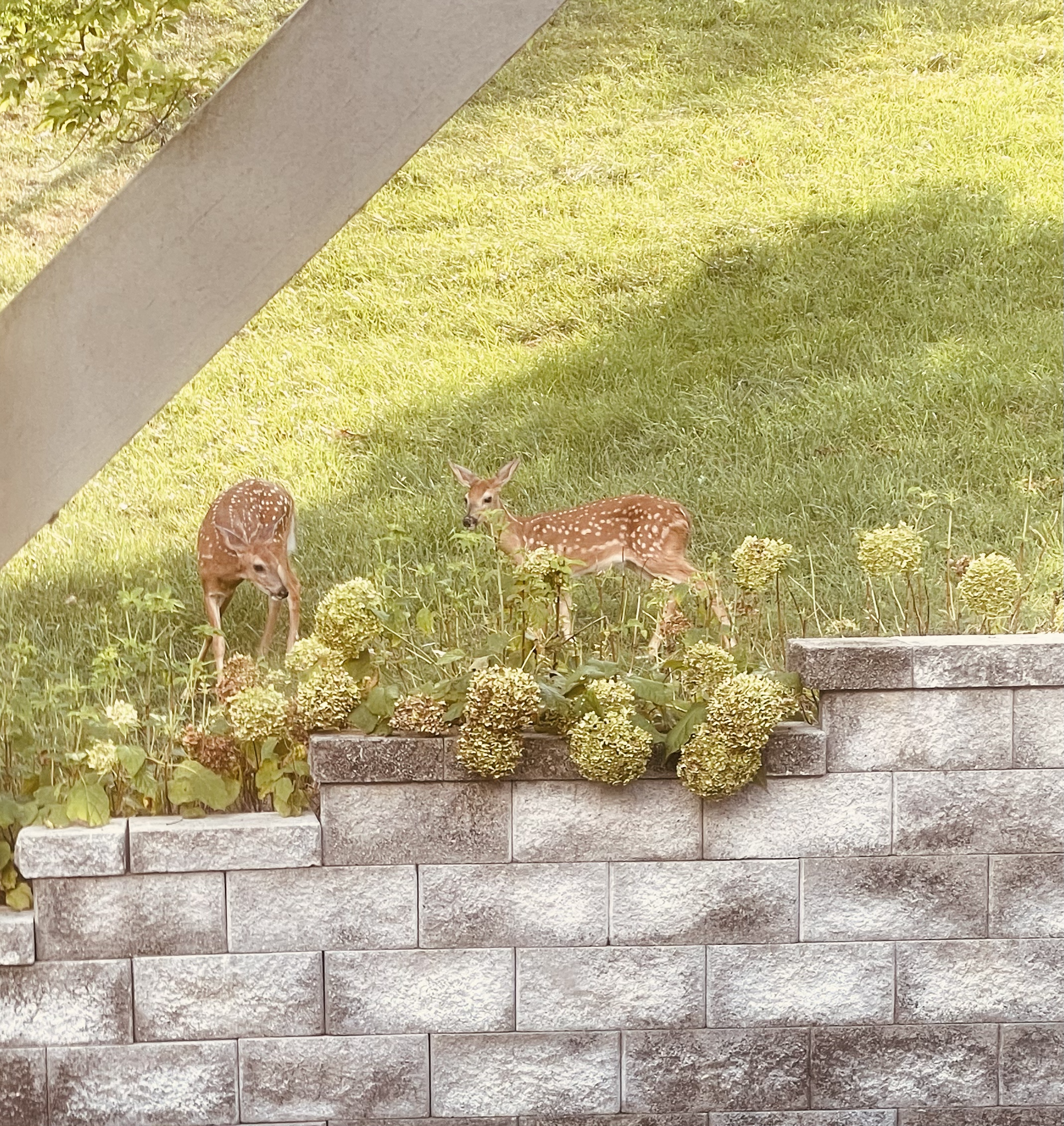 as the deer panteth for the water