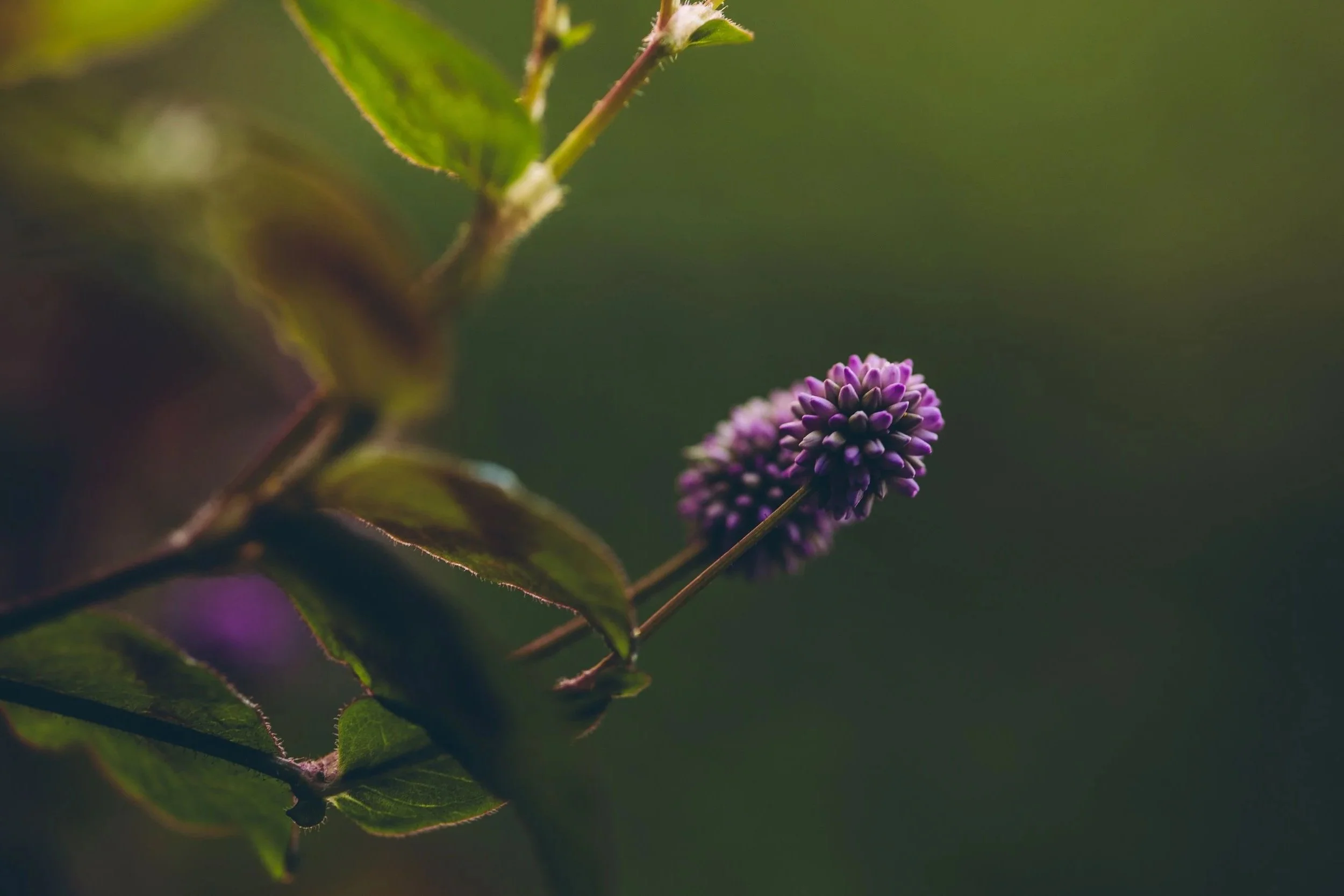 A single bloom in soft focus, a small visual rest between sections of the page.