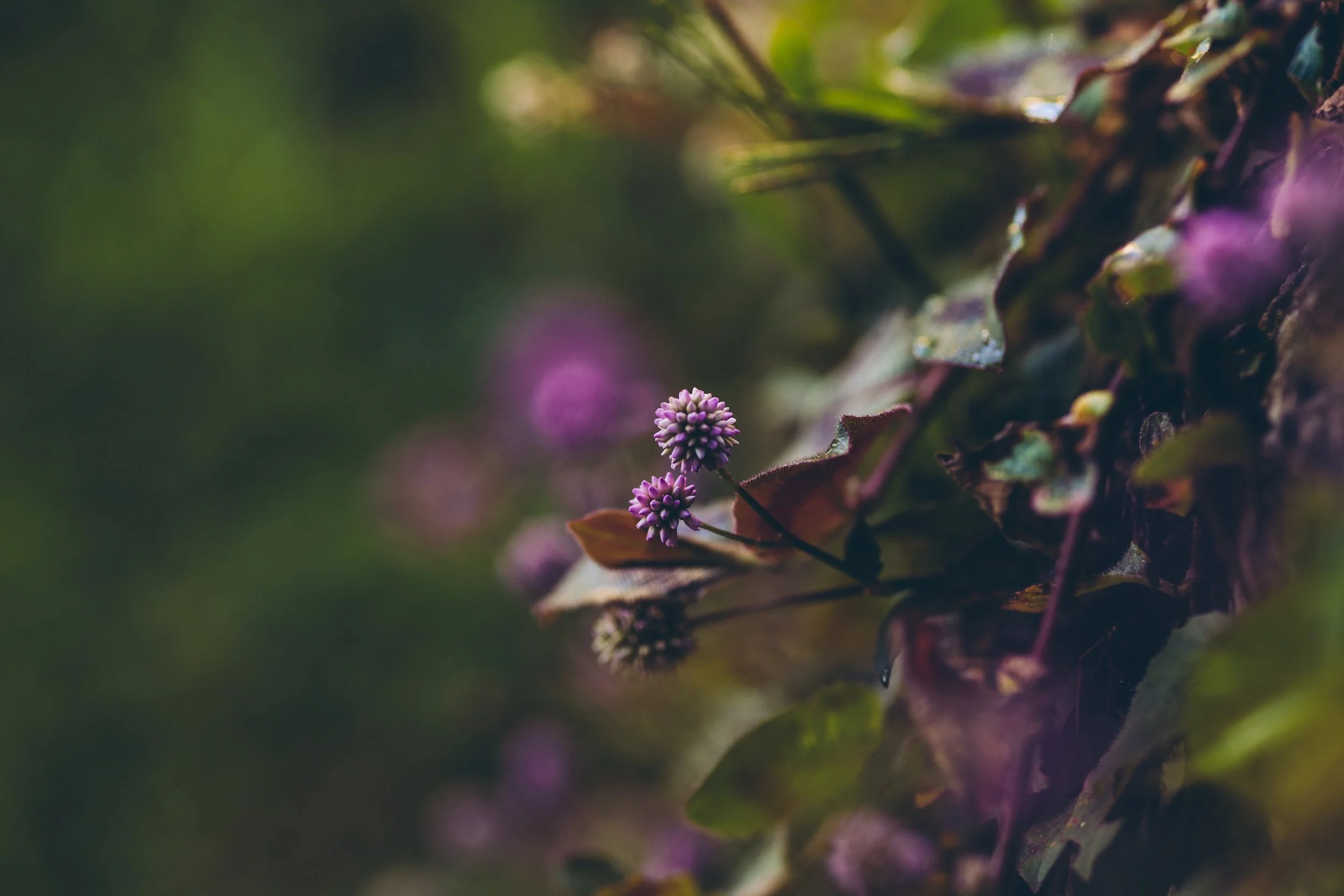 A soft purple bloom in muted natural light.