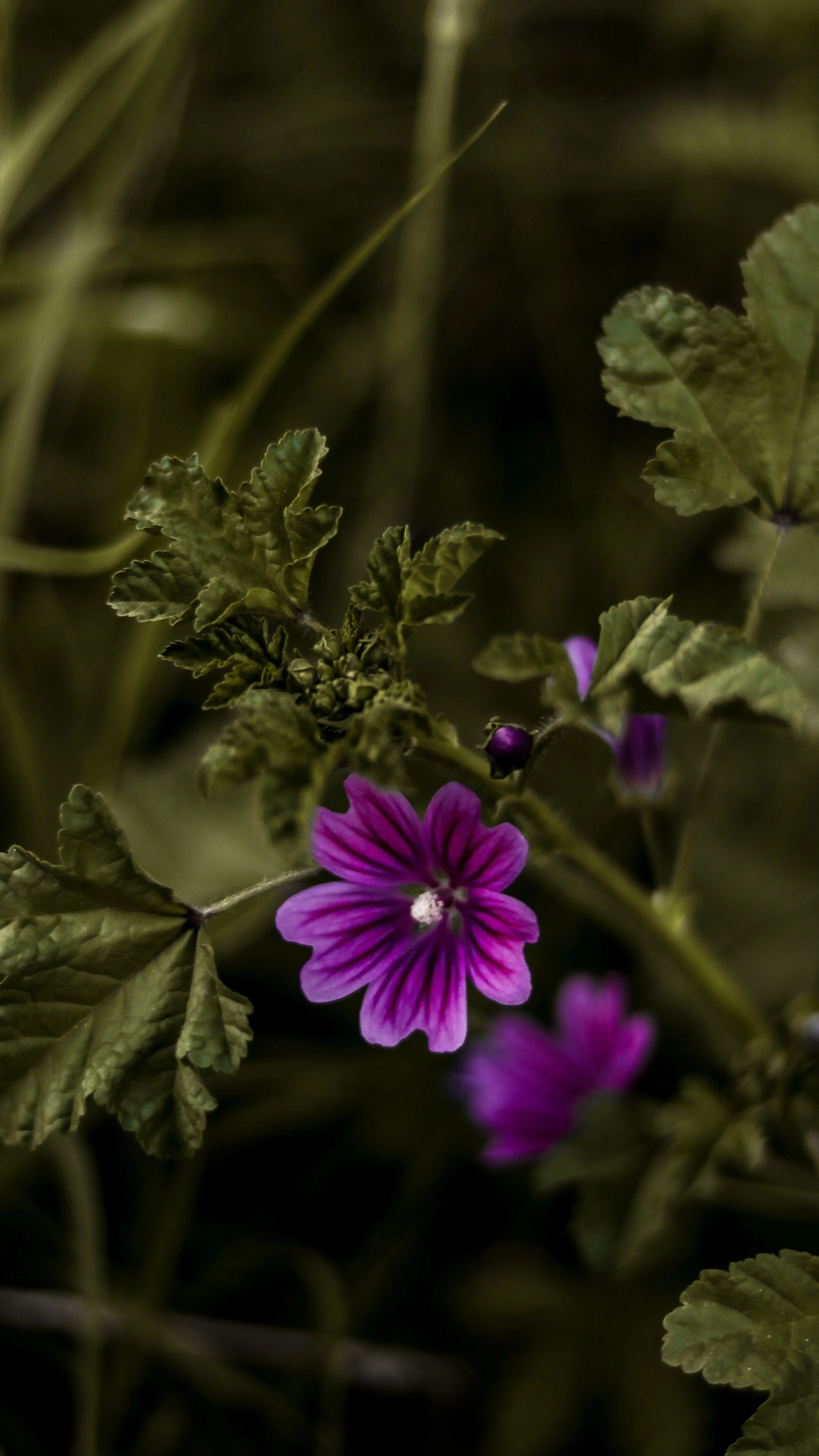 A purple flower against a warm neutral background, used as a quiet visual marker between sections.