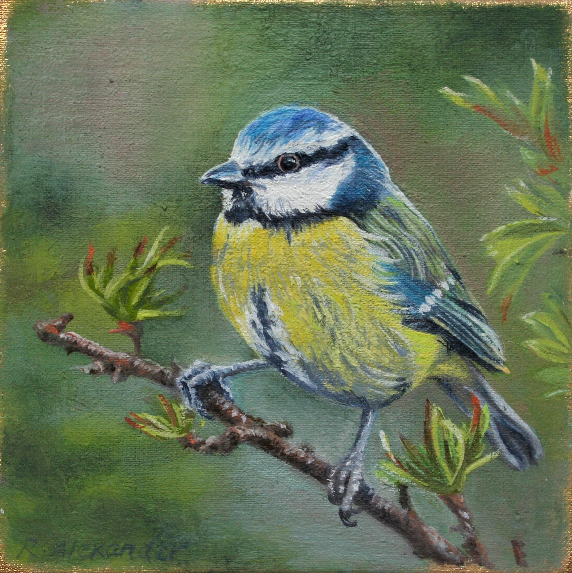 Blue Tit 2.jpg
