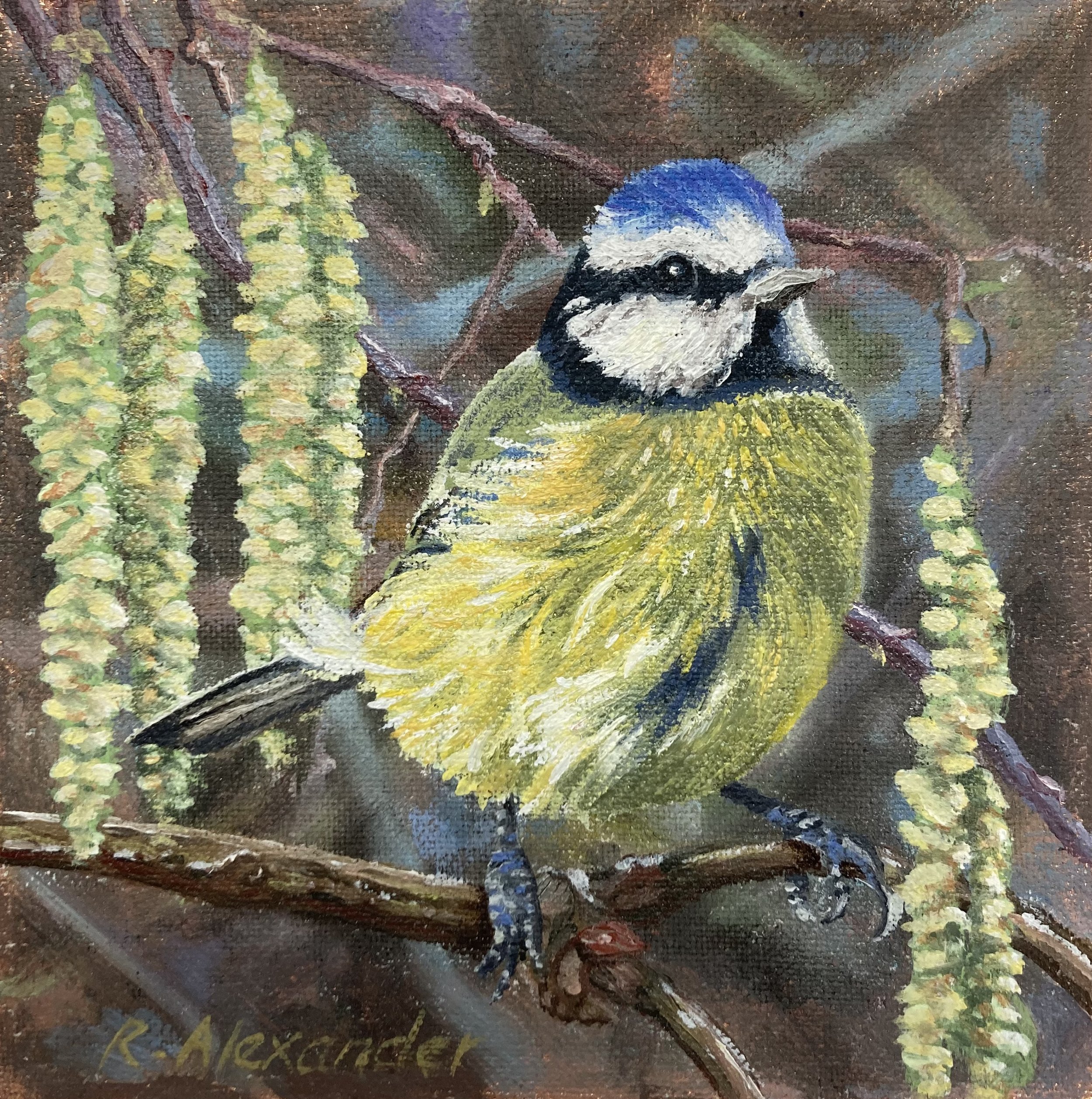 Blue Tit with Catkins.jpg