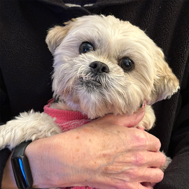 Custom Paint by Number Original Image