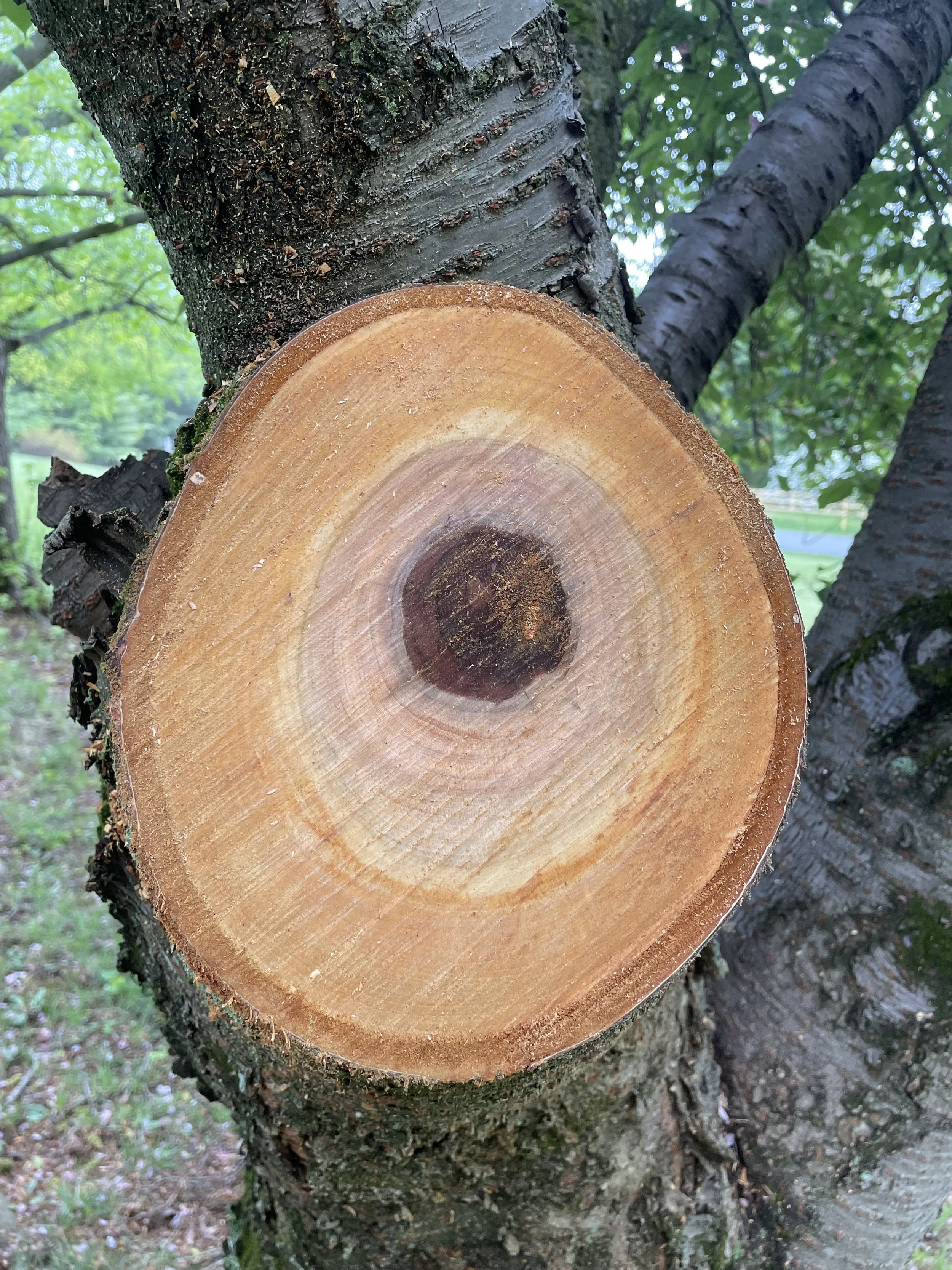 Close-up of a freshly cut tree trunk showing growth rings and a dark center, with surrounding bark and branches visible.