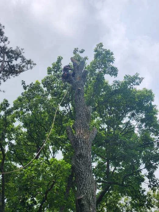 A person is climbing a tall tree with a rope, surrounded by green leaves and branches, under a cloudy sky.