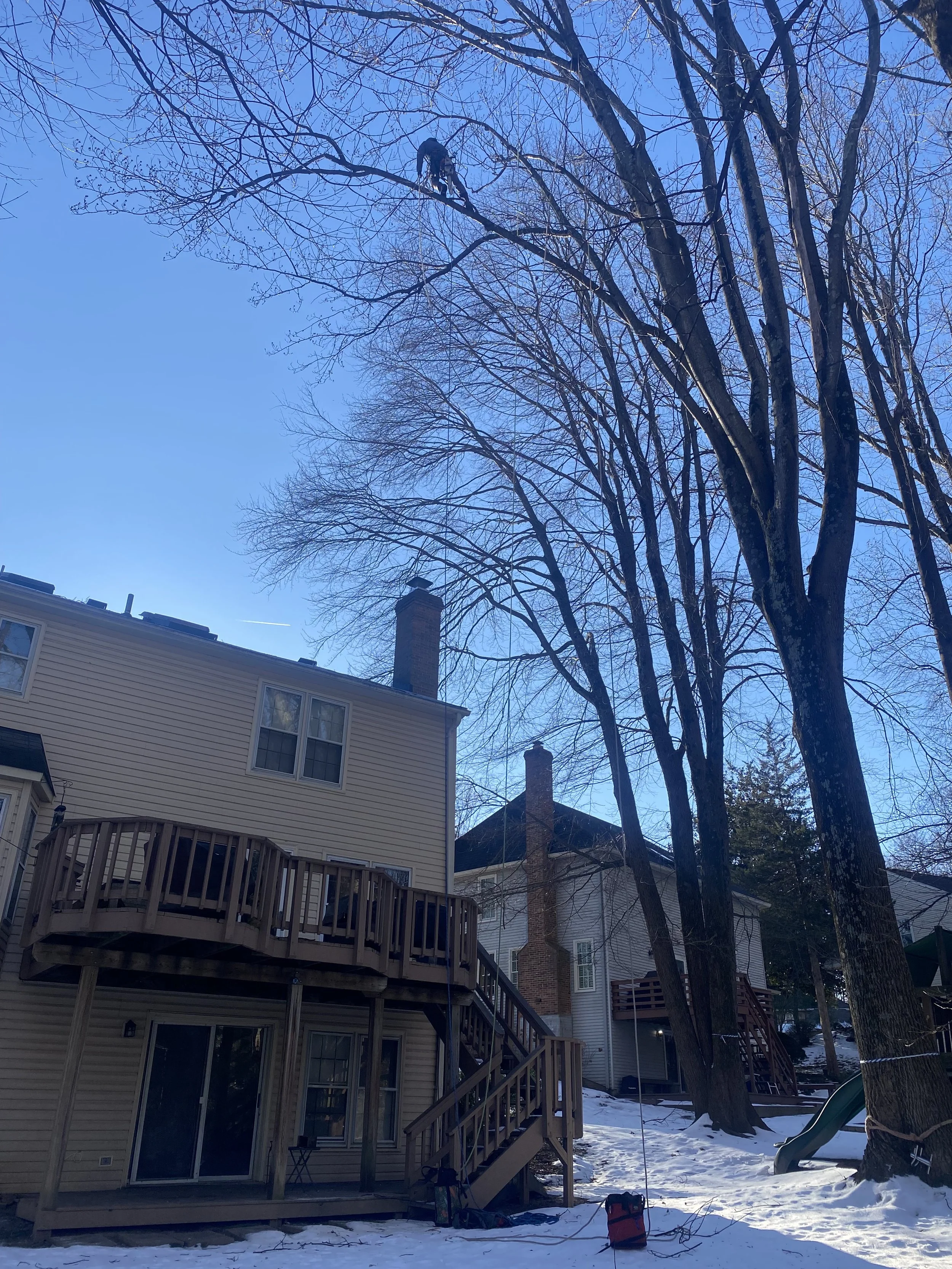A person climbing a large tree in a snow-covered backyard during daytime. The backyard has a beige house with a wooden deck, and tall leafless trees. Sky is clear and blue.