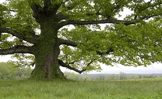 A large tree with lush green leaves in a grassy field, with a distant landscape in the background.