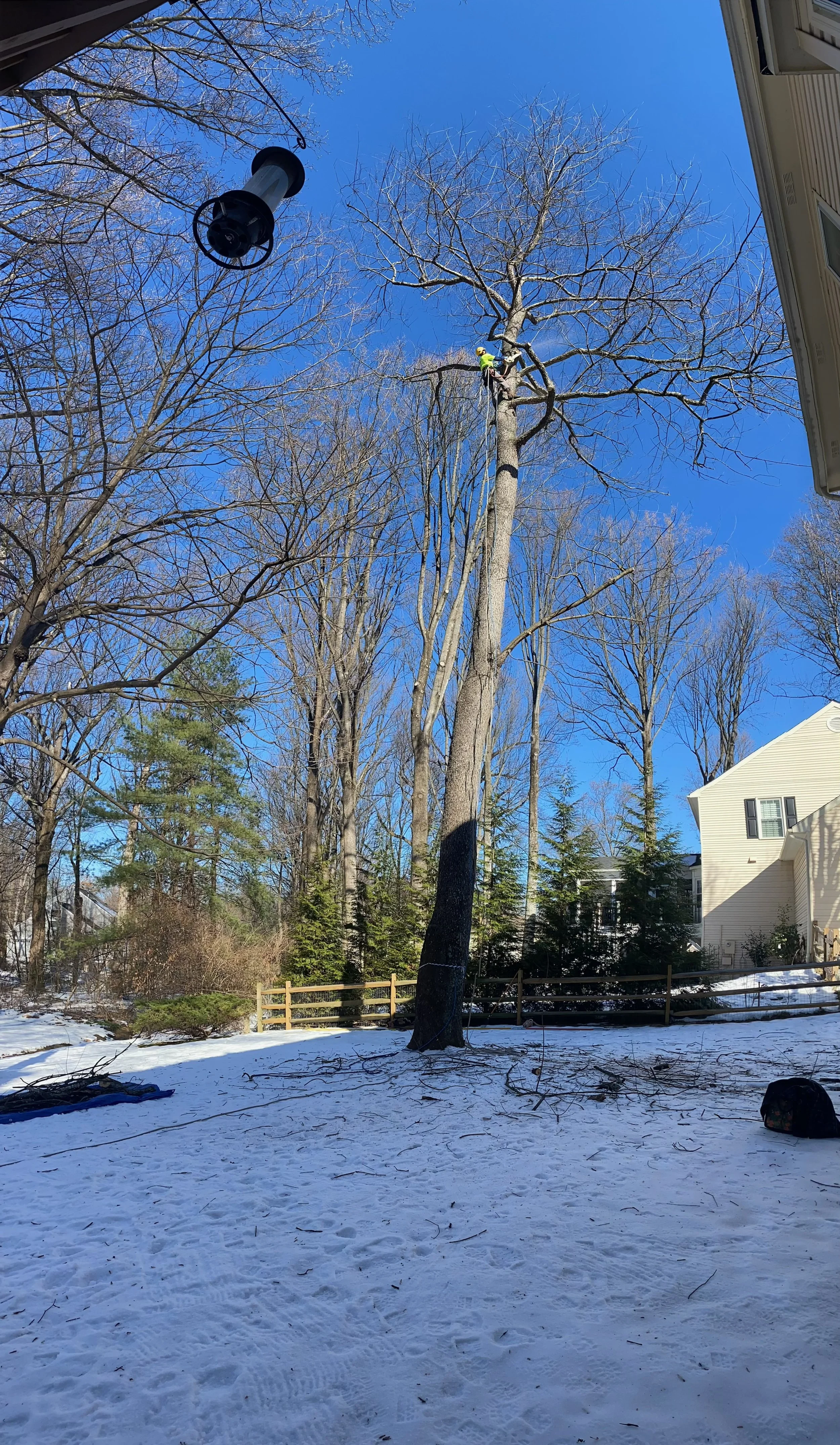 Tree trimming worker in safety gear climbing a tall tree in a snowy backyard, with a house and fence in the background.