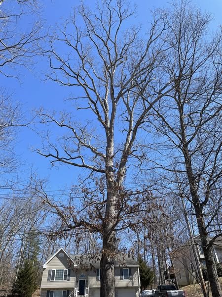 Large leafless tree in front of a house on a clear, blue sky day.