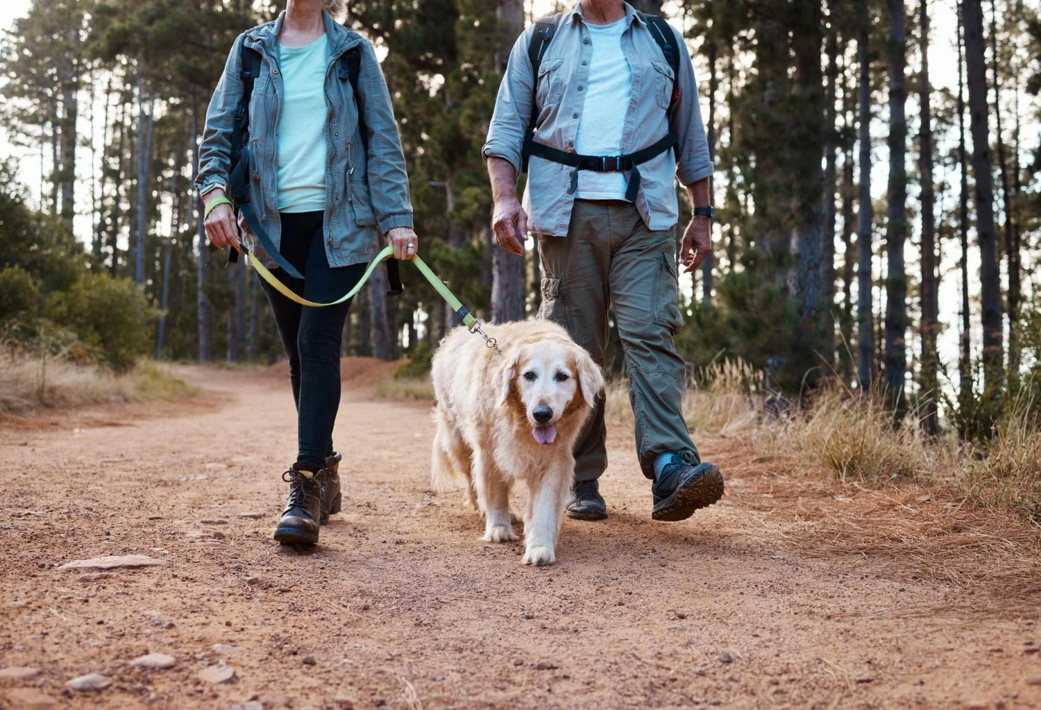 Best Pet-Friendly Hiking Trails Near Bryson City for Epic Views