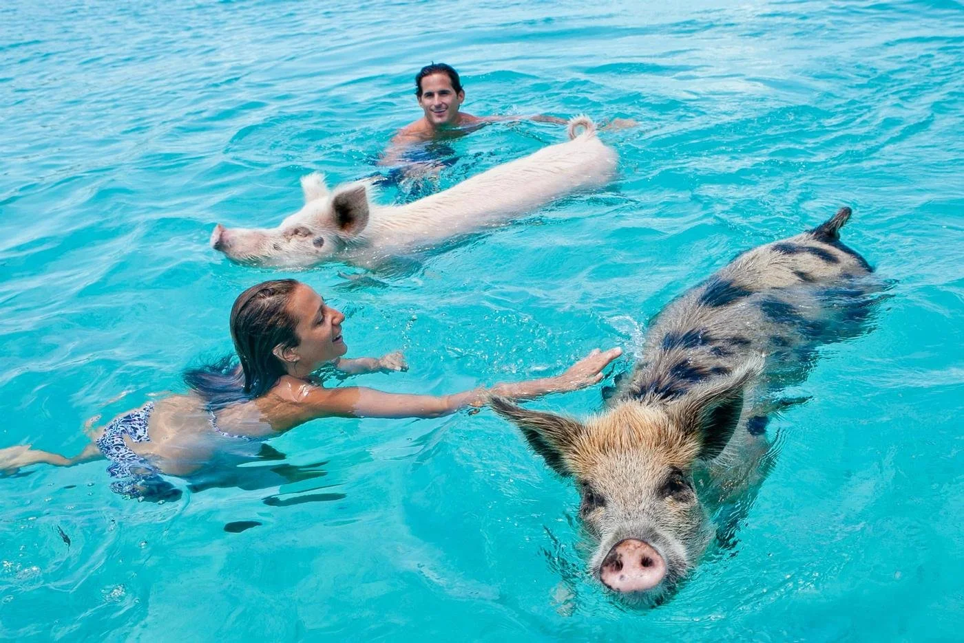 Swimming With Pigs in Freeport, Bahamas: The Ultimate Guide