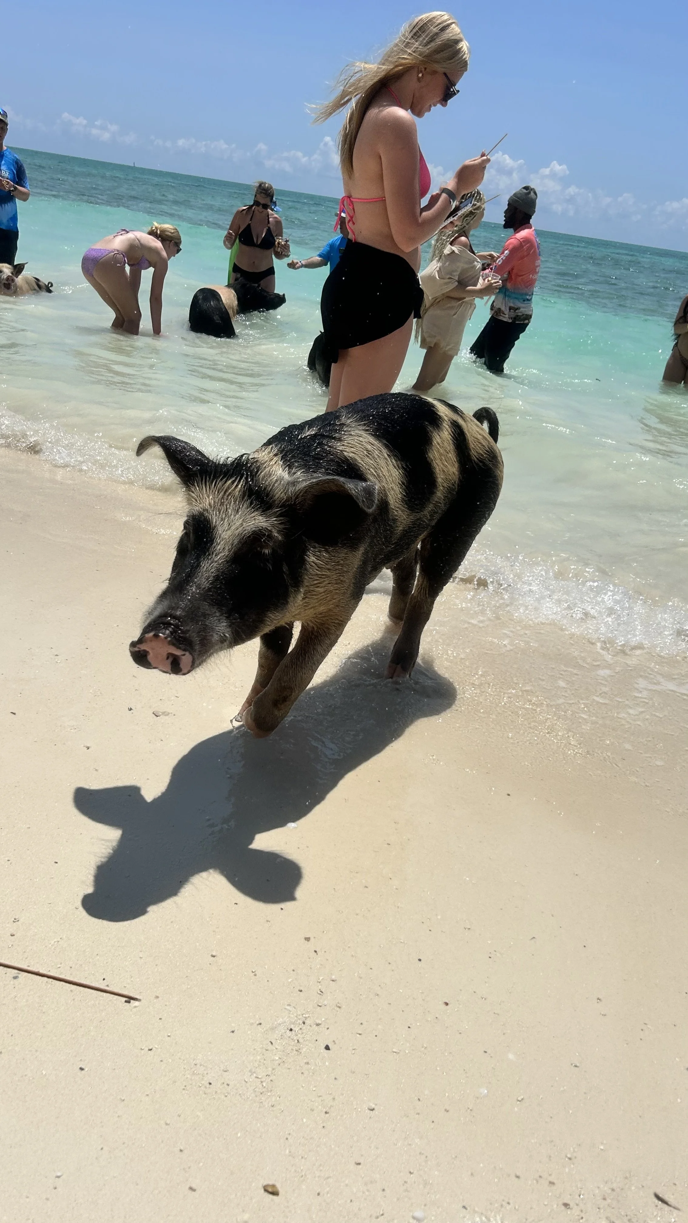 swimpigs4.jpeg