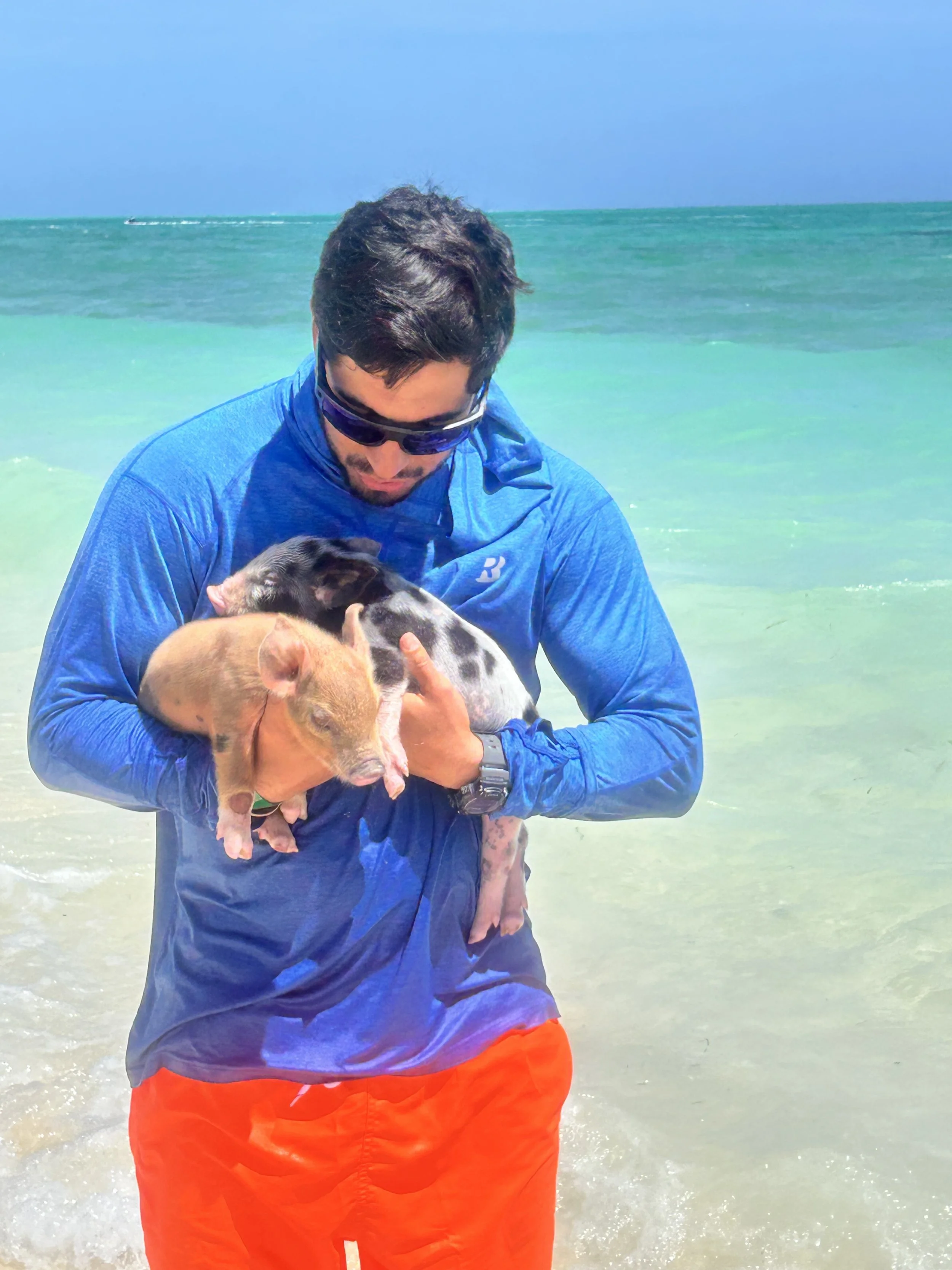 swimpigs2.jpeg