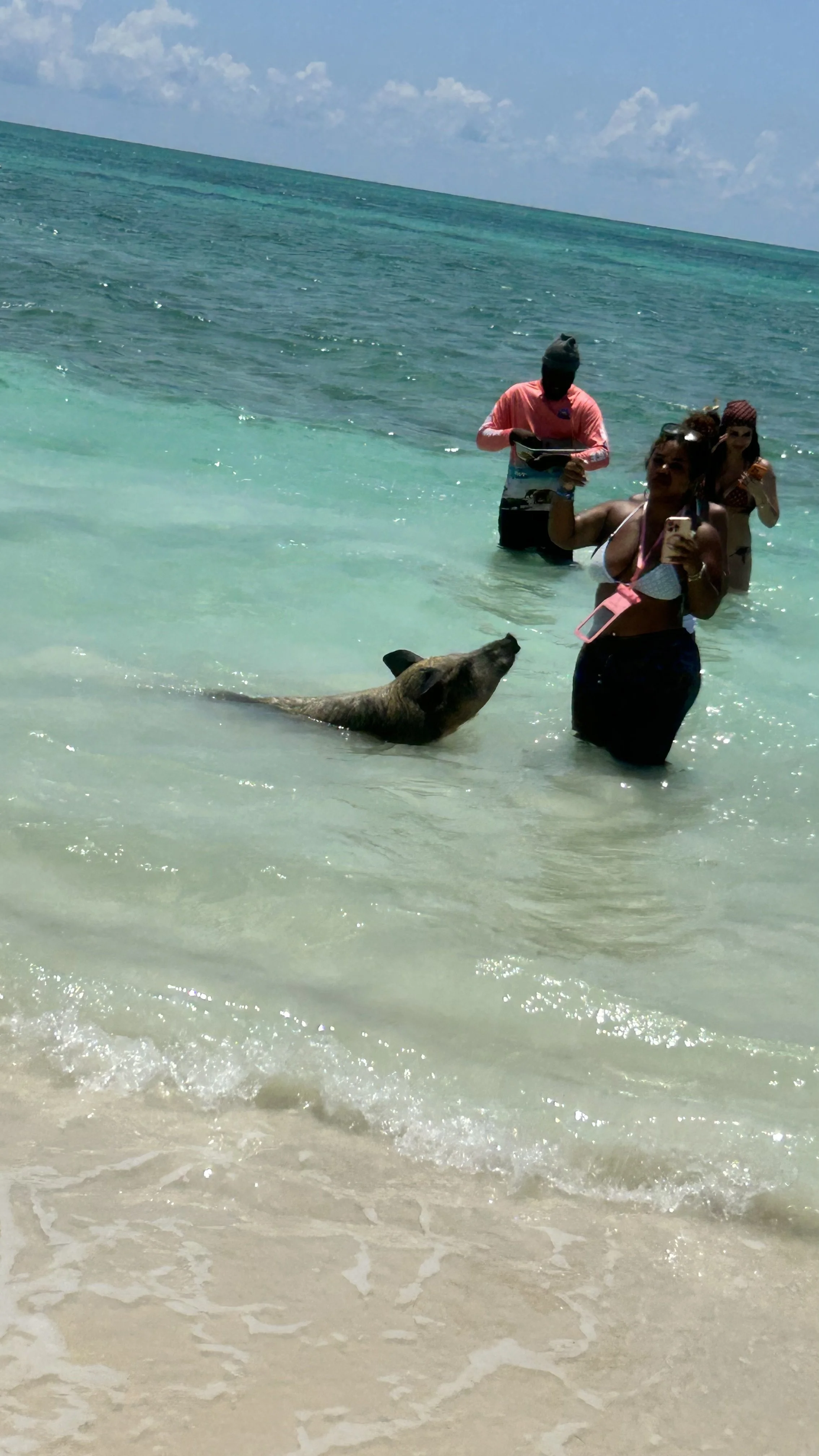 swimpigs5.jpeg