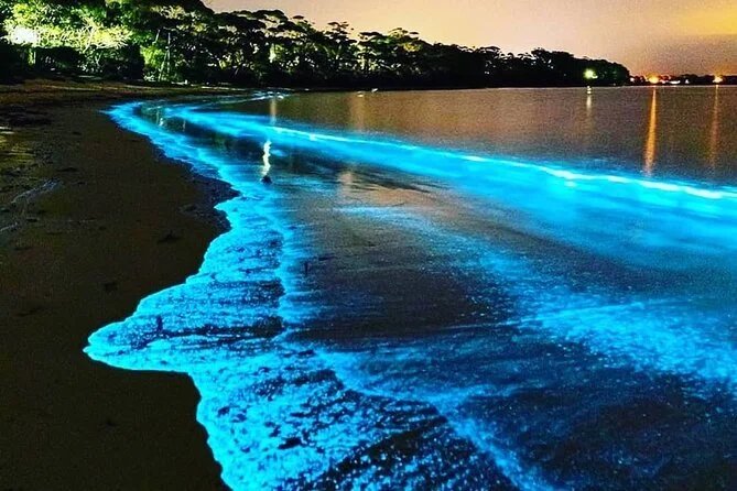 Bioluminescent Kayaking
