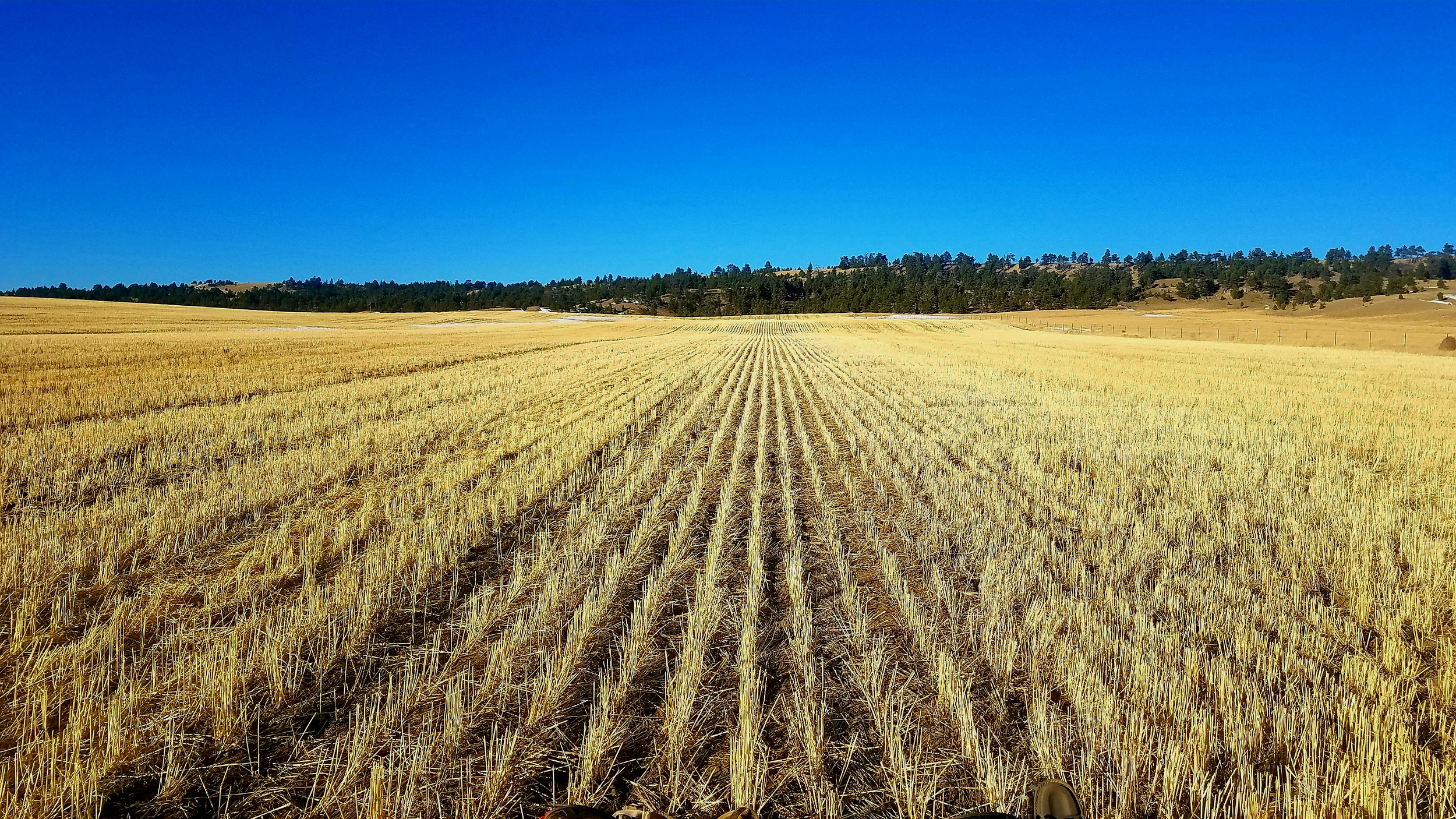 A vast golden wheat field under a clear blue sky with distant trees and hills on the horizon.