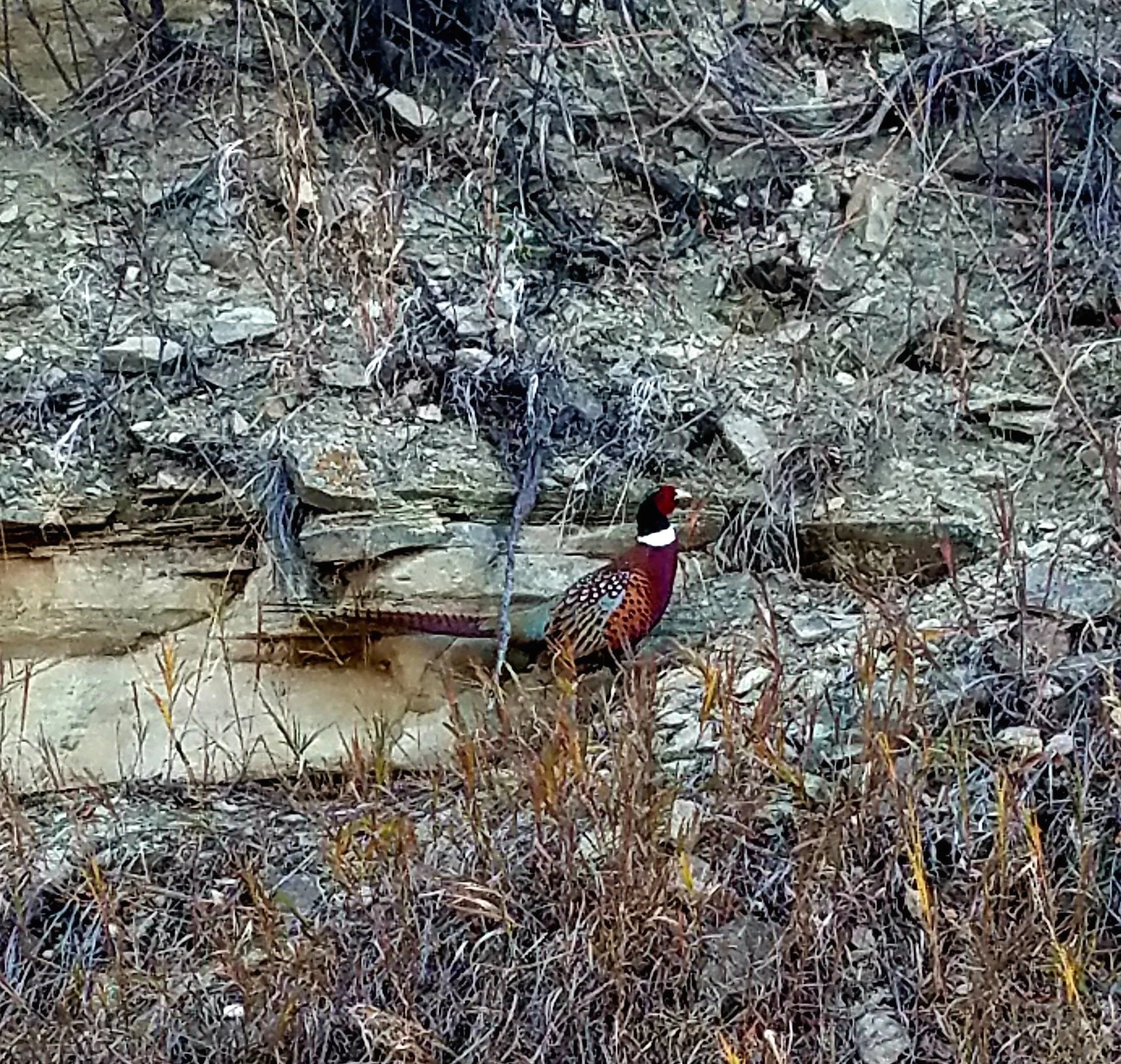 A colorful pheasant standing among dry grass and rocks in a natural setting.