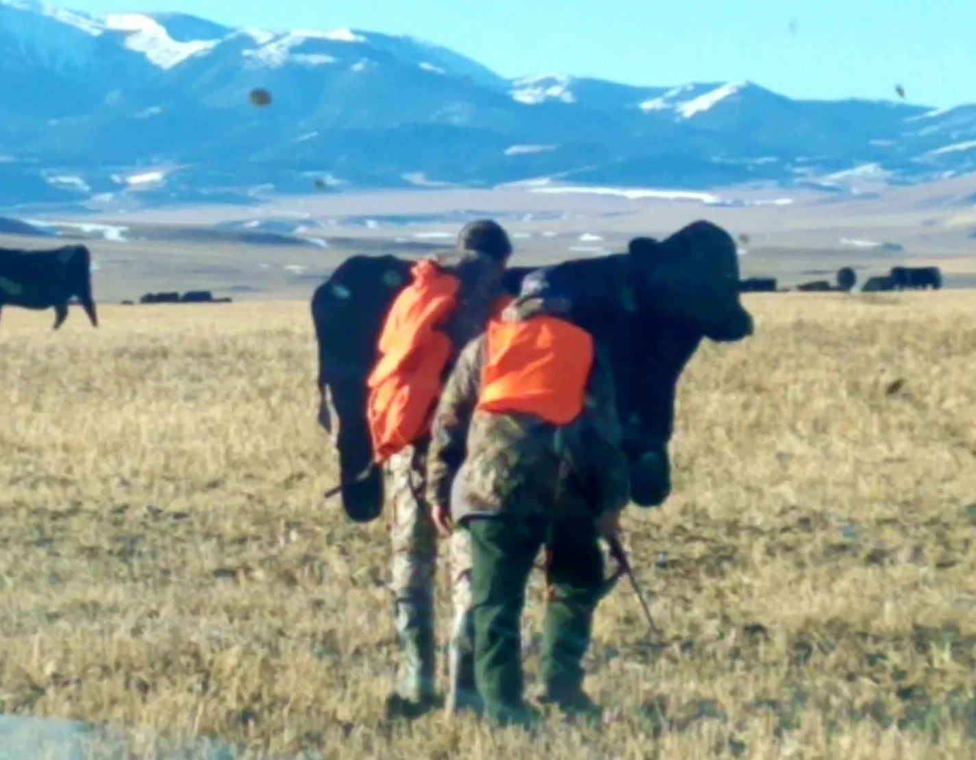 Guided hunting outfitter in central Montana for deer, elk and antelope.