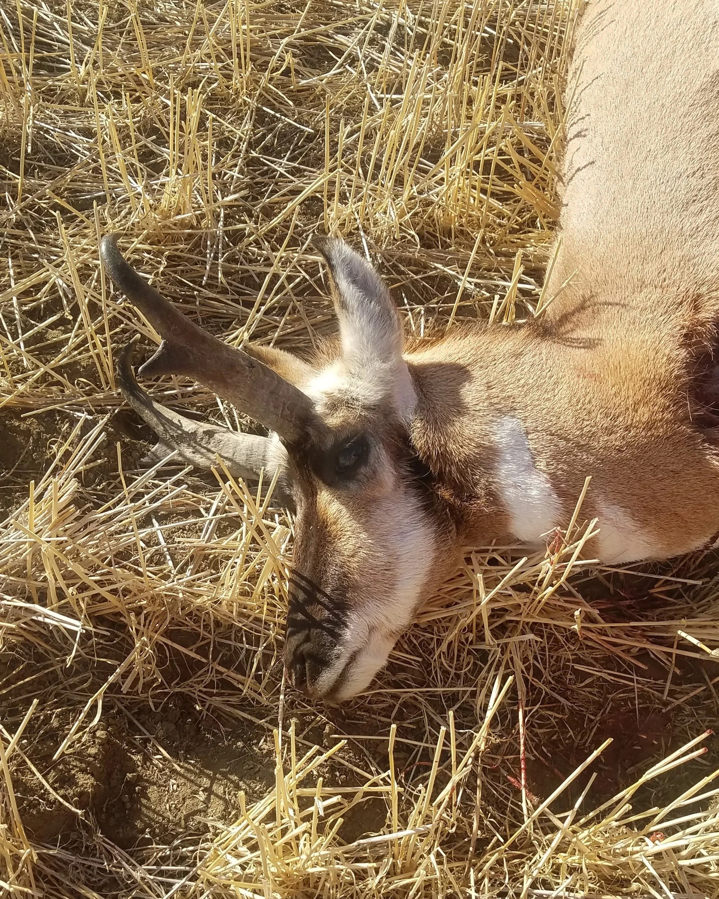 Montana outfitter for hunting elk, deer and pronghorn antelope.