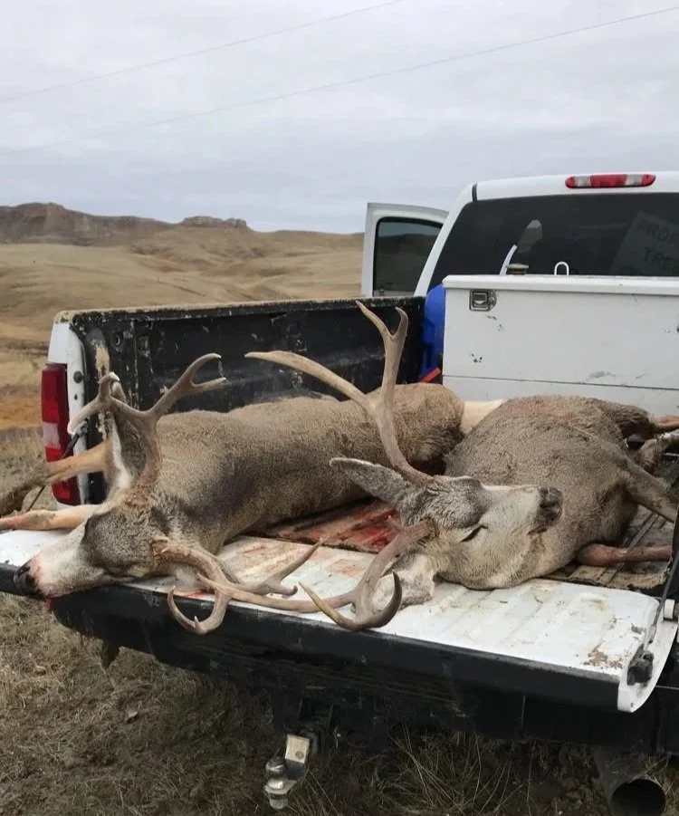 Two dead deer with antlers lying on the bed of a white pickup truck in an open, grassy landscape.