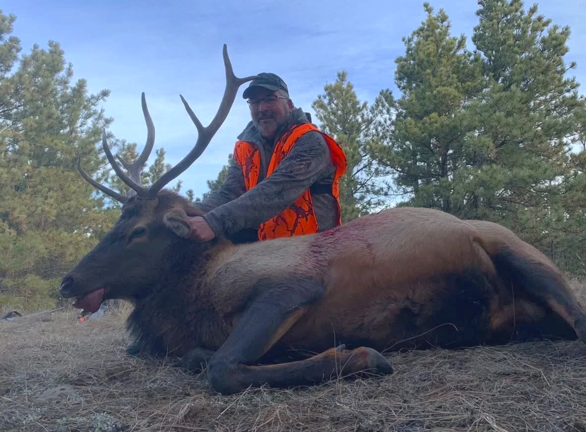 A man in camouflage and orange hunting vest kneels beside a large elk with antlers, lying on the ground in a forested area.