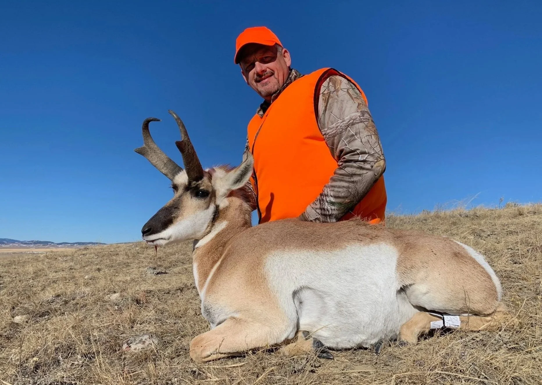 A man wearing an orange vest and orange cap kneels behind a sitting pronghorn antelope on a dry grassy field with a clear blue sky.