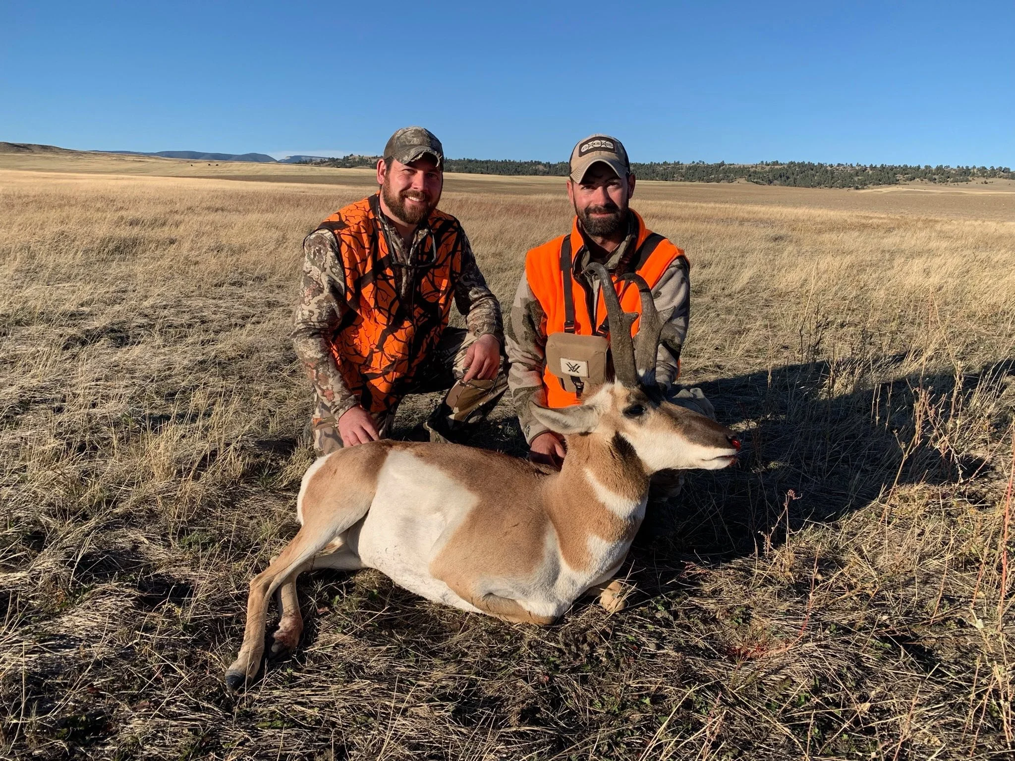 Two men in camouflage and orange hunting vests kneeling in a field with a pronghorn antelope they have hunted.