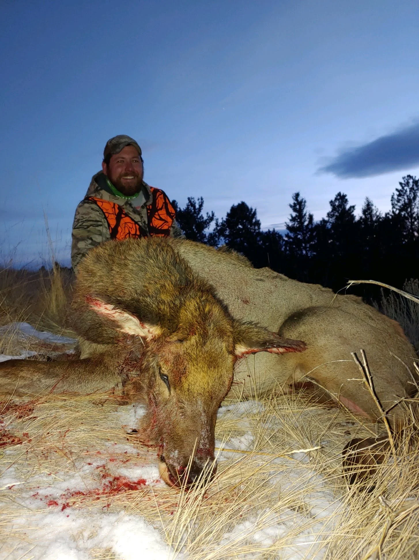 Cow elk hunts for best meat high success rates and reasonable cost
