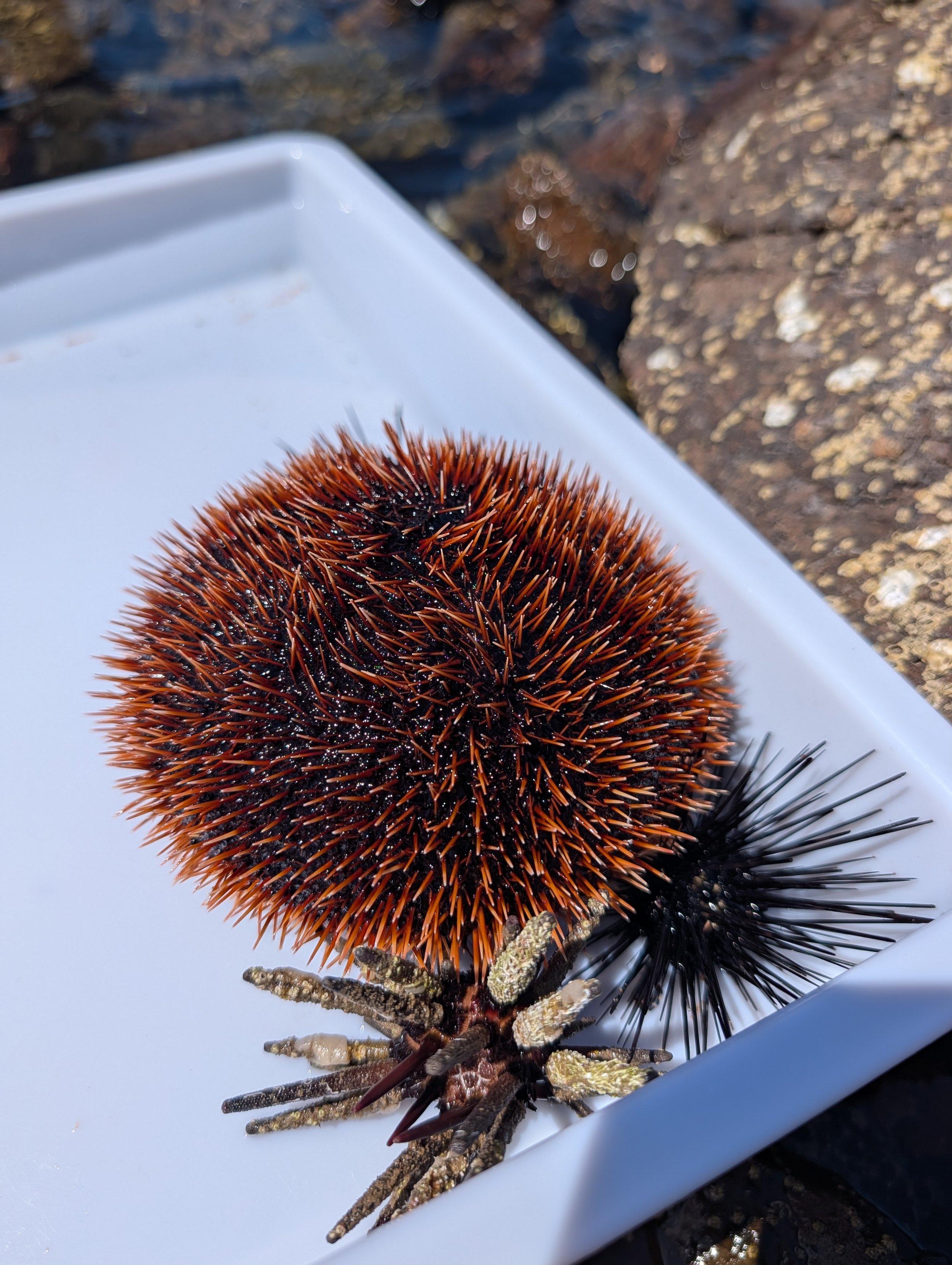 Collaboration over Competition - What can the tidepools teach us?