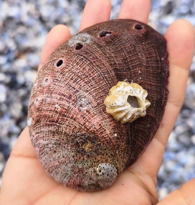 Abalone shell with barnacle attached to it