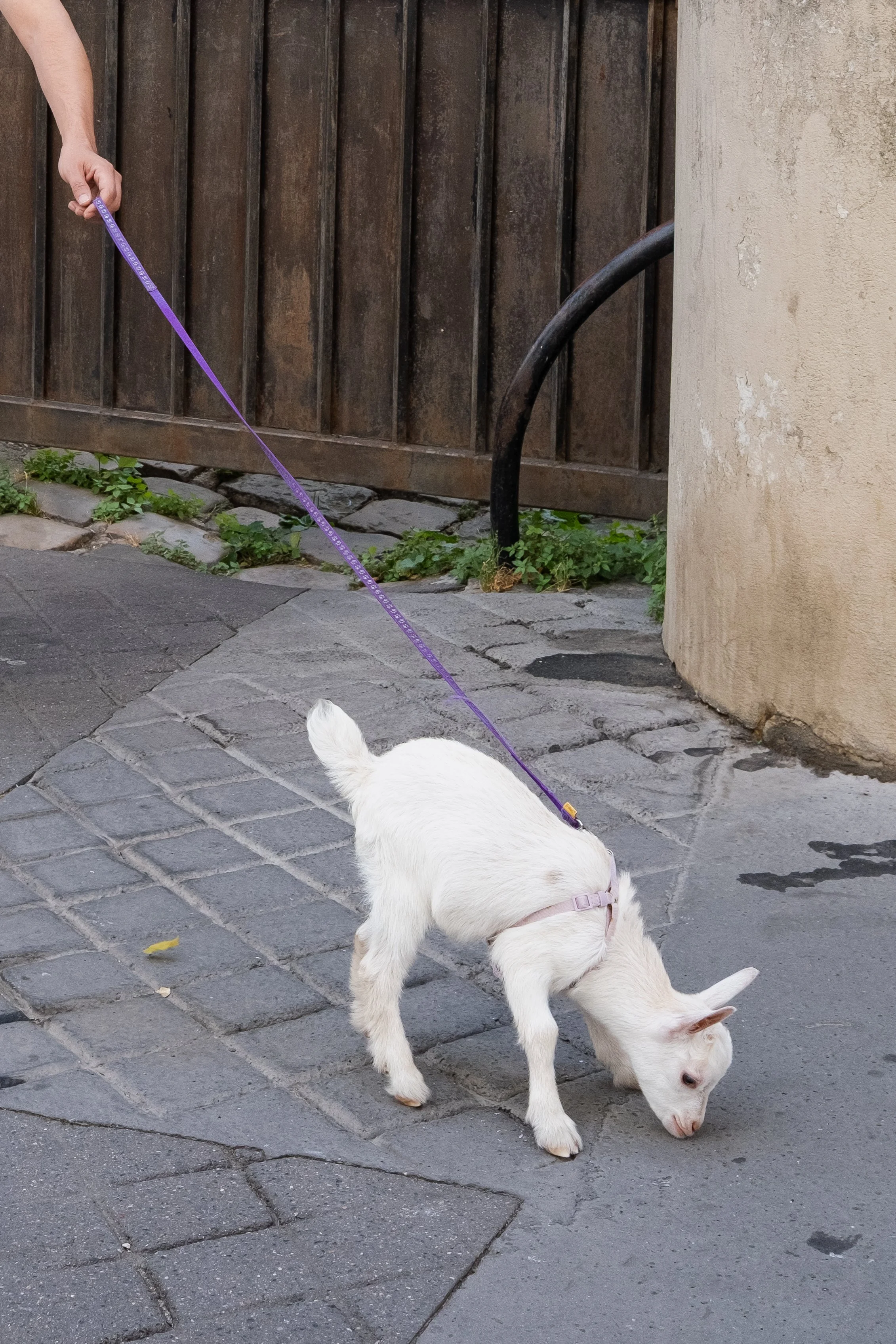 DSCF9829.jpg