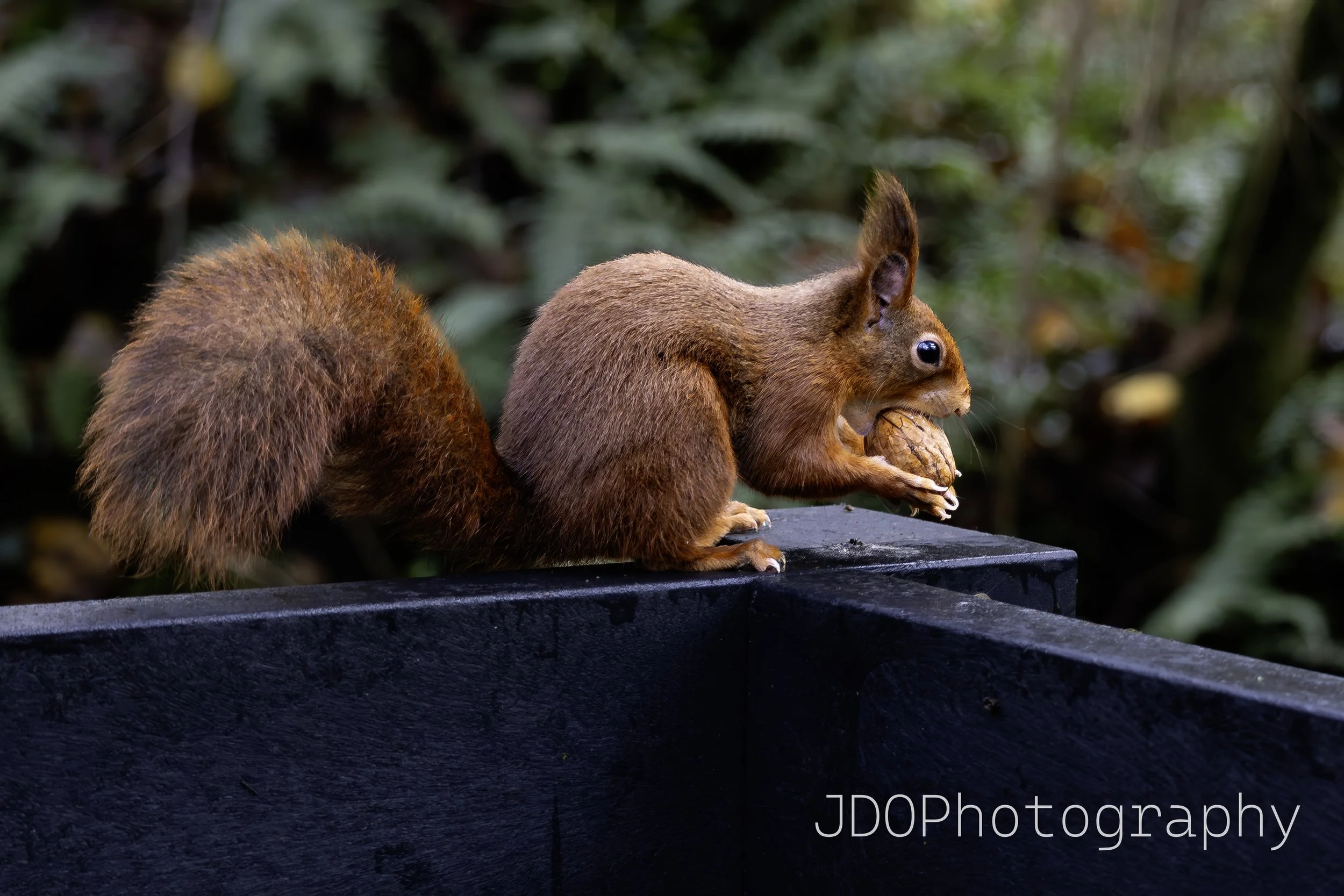 _T9A6172-Edit.jpg