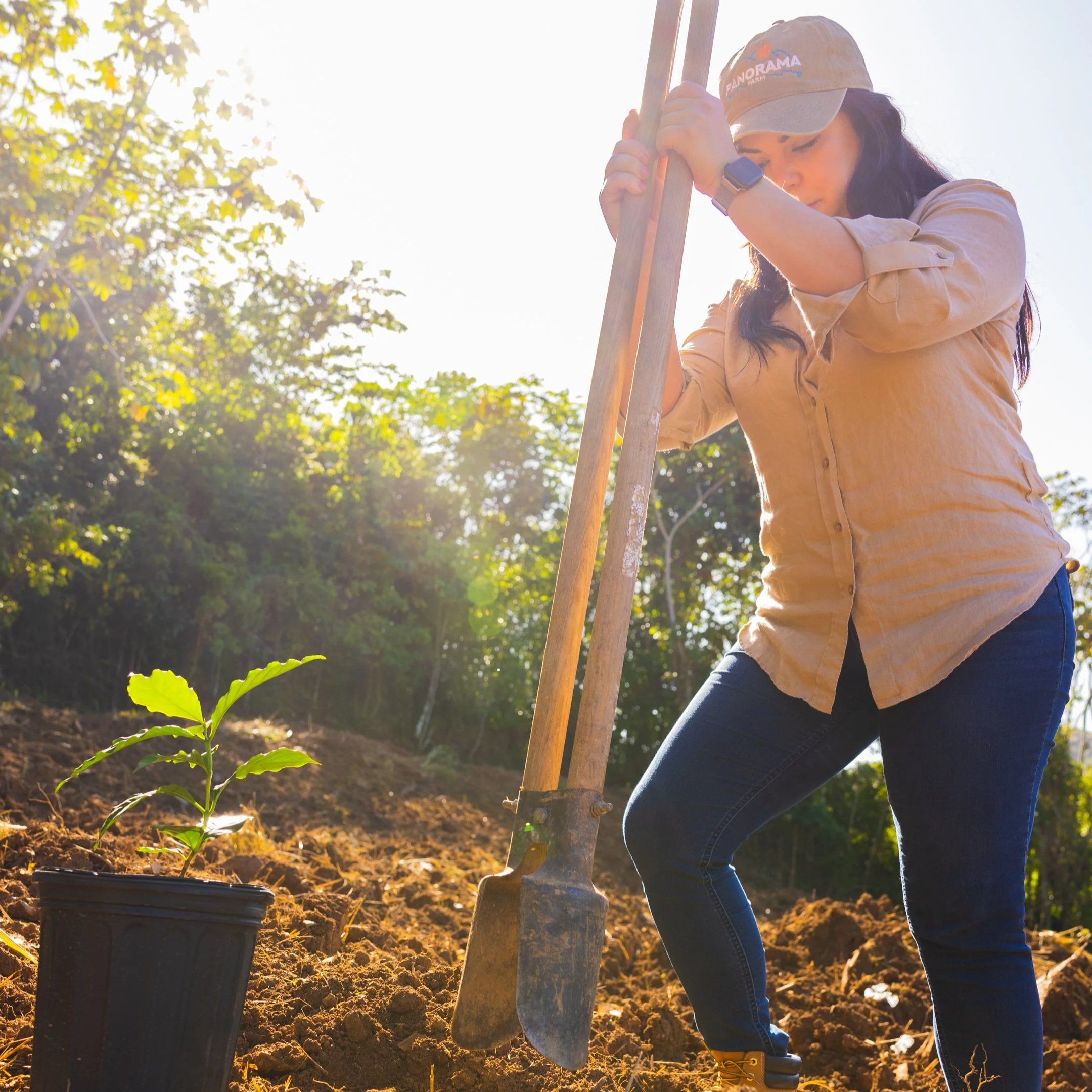 Woman planting a small tree in soil during daytime, wearing a beige cap and a beige shirt, holding a shovel.