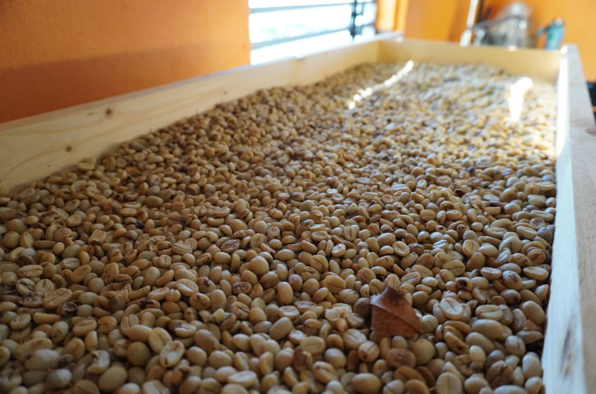 Green coffee beans spread across a wooden drying table.