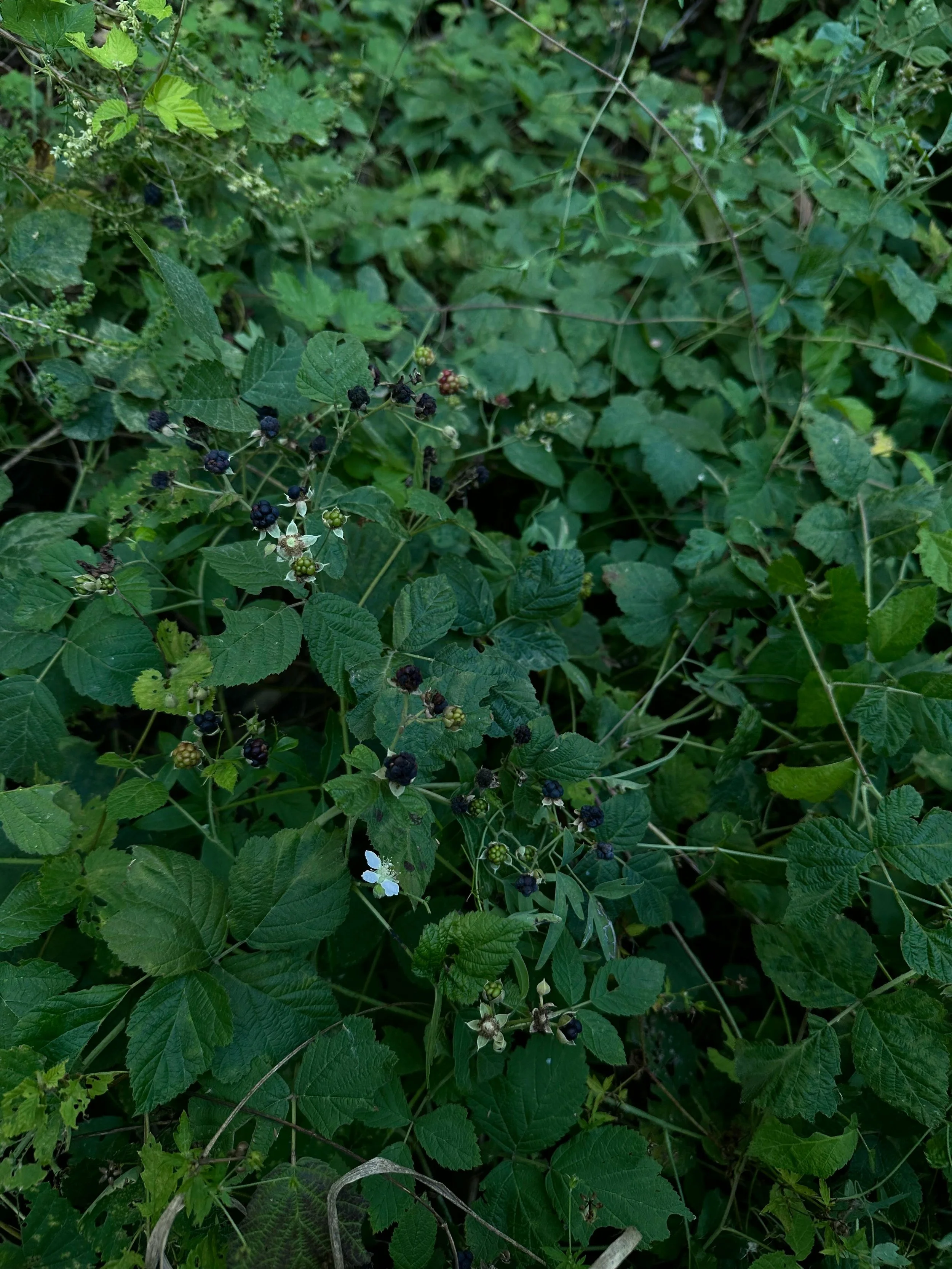 blackberry bush removal