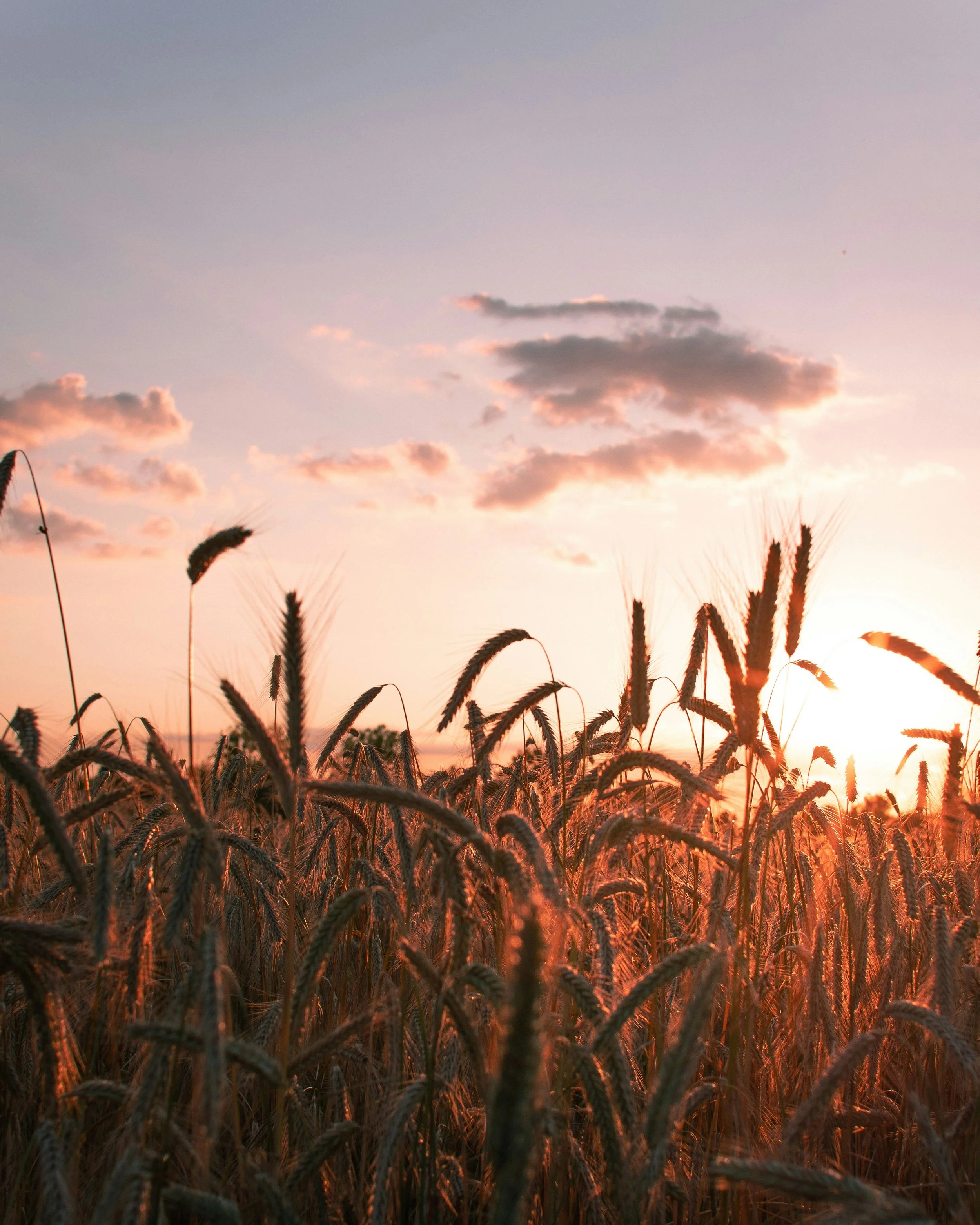 The First Harvest: What Lughnasadh Teaches Us About Slowing Down