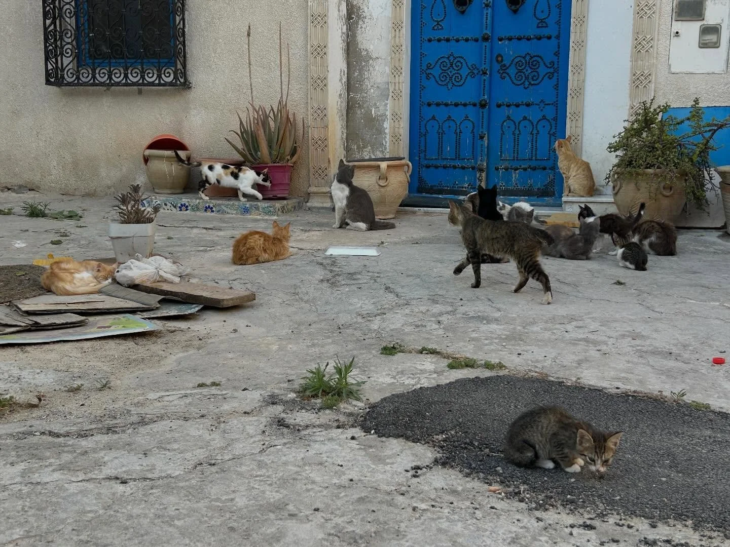 By popular demand, we present to you: the Cats of Tour! Some singers said upon returning, friends and family had stronger reactions to their photos of cats than of century-old monuments and buildings. 😹