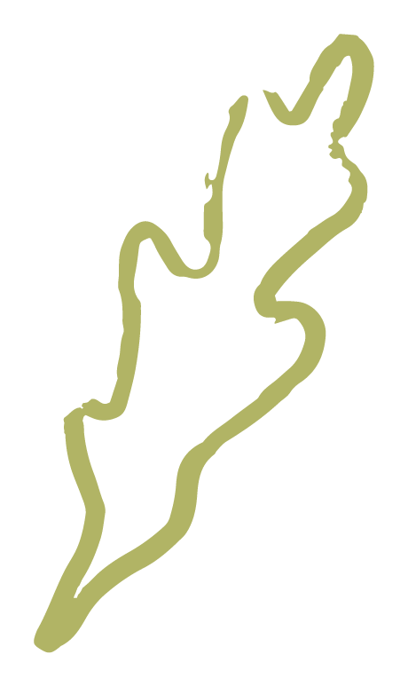 Arugula illustration