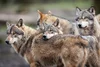 Howlers Ridge Howlers Ridge | Nature based healing retreat & trauma recovery in ...