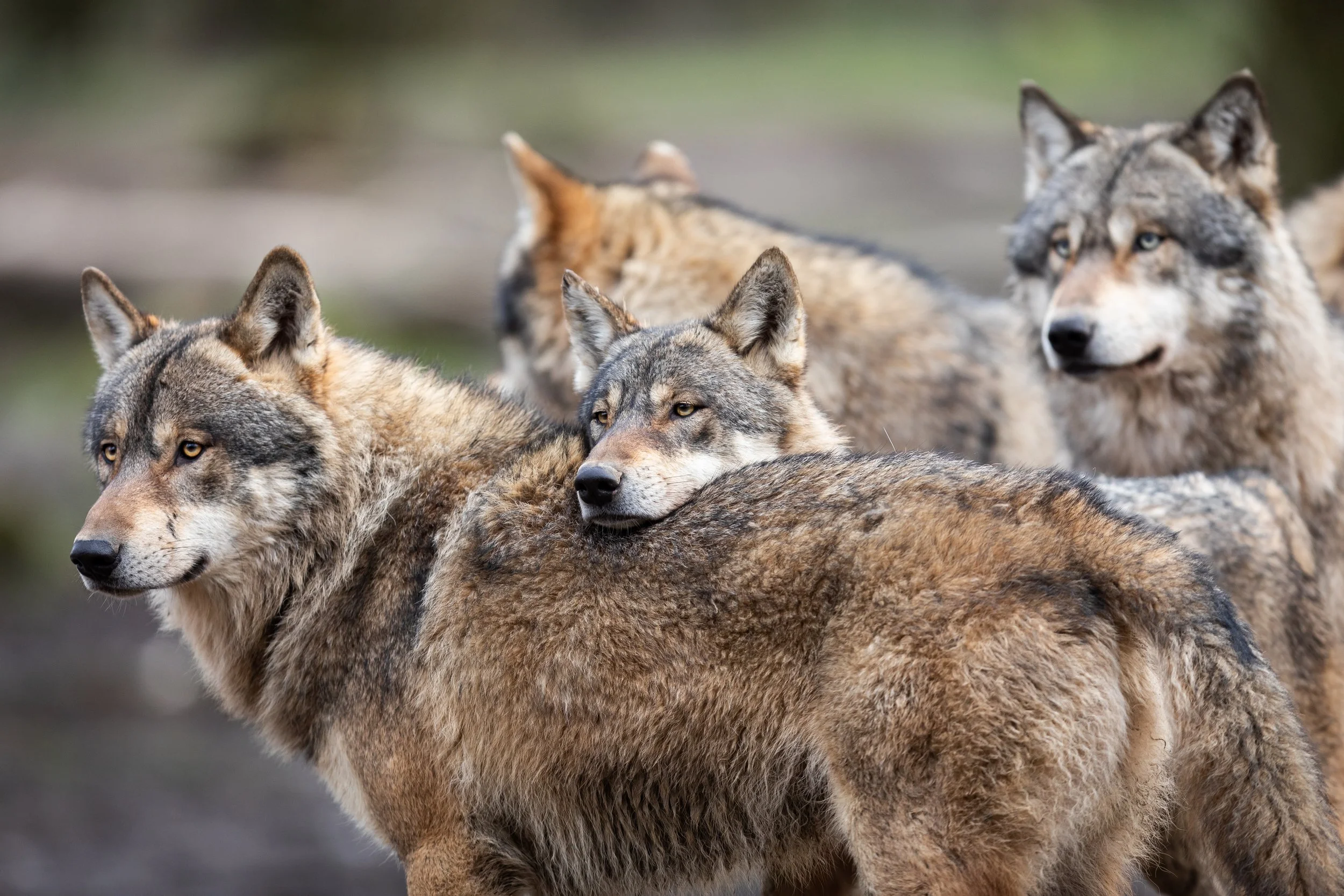 Howlers Ridge Howlers Ridge | Nature based healing retreat & trauma recovery in ...