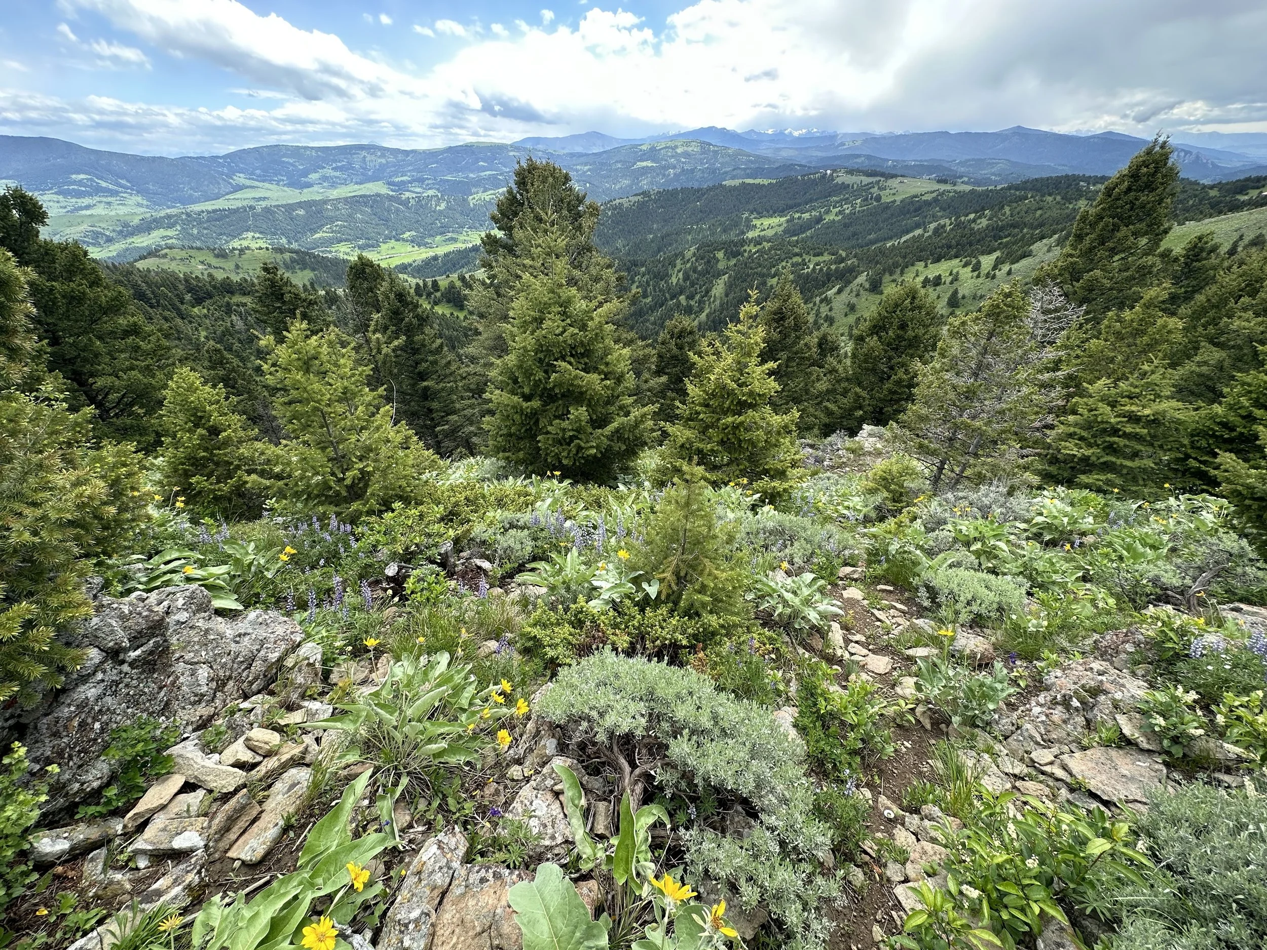 Lush mountainside landscape with rocks, small plants, evergreen pines, and mountain views in the background