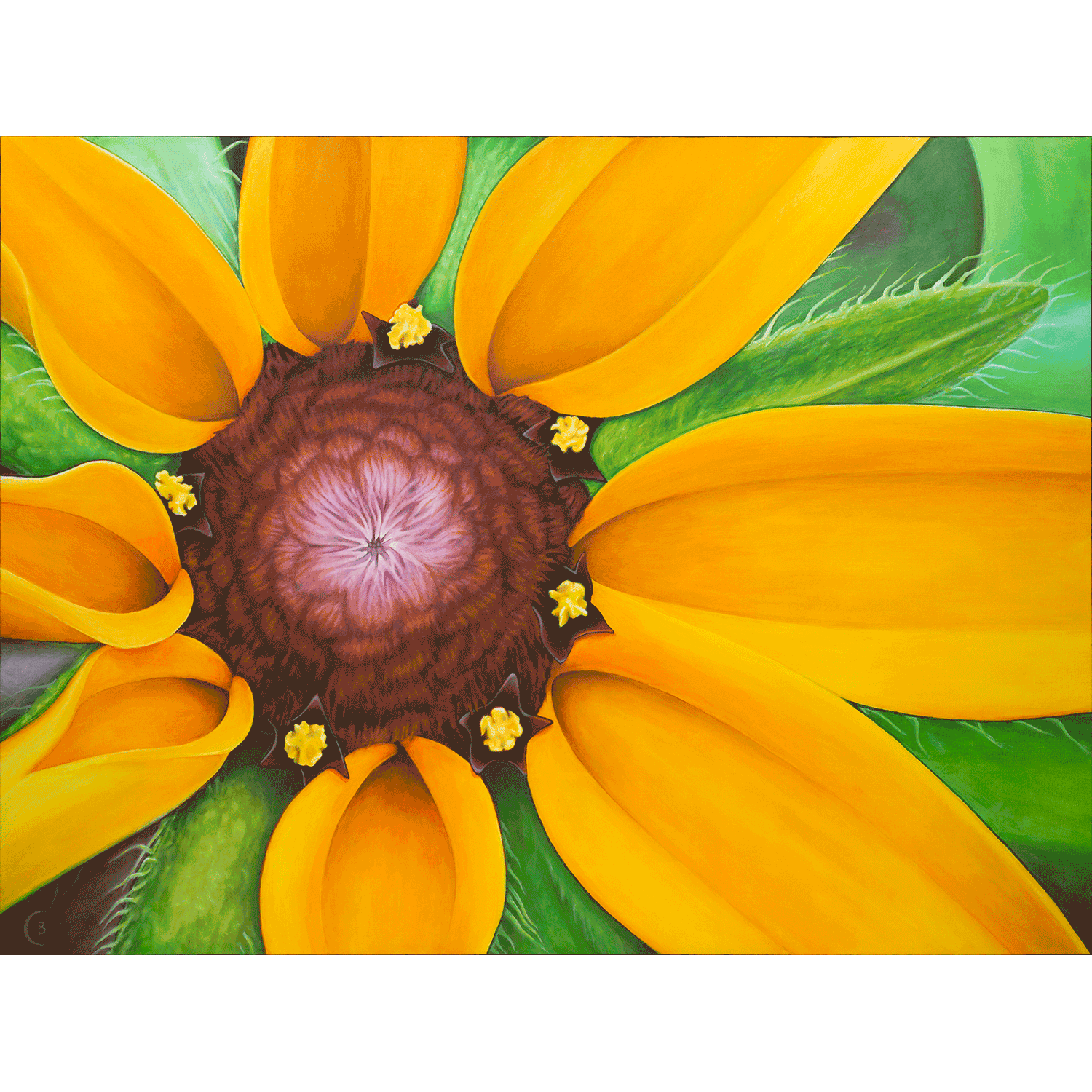 BlackEyedSusan-Main-1500.png