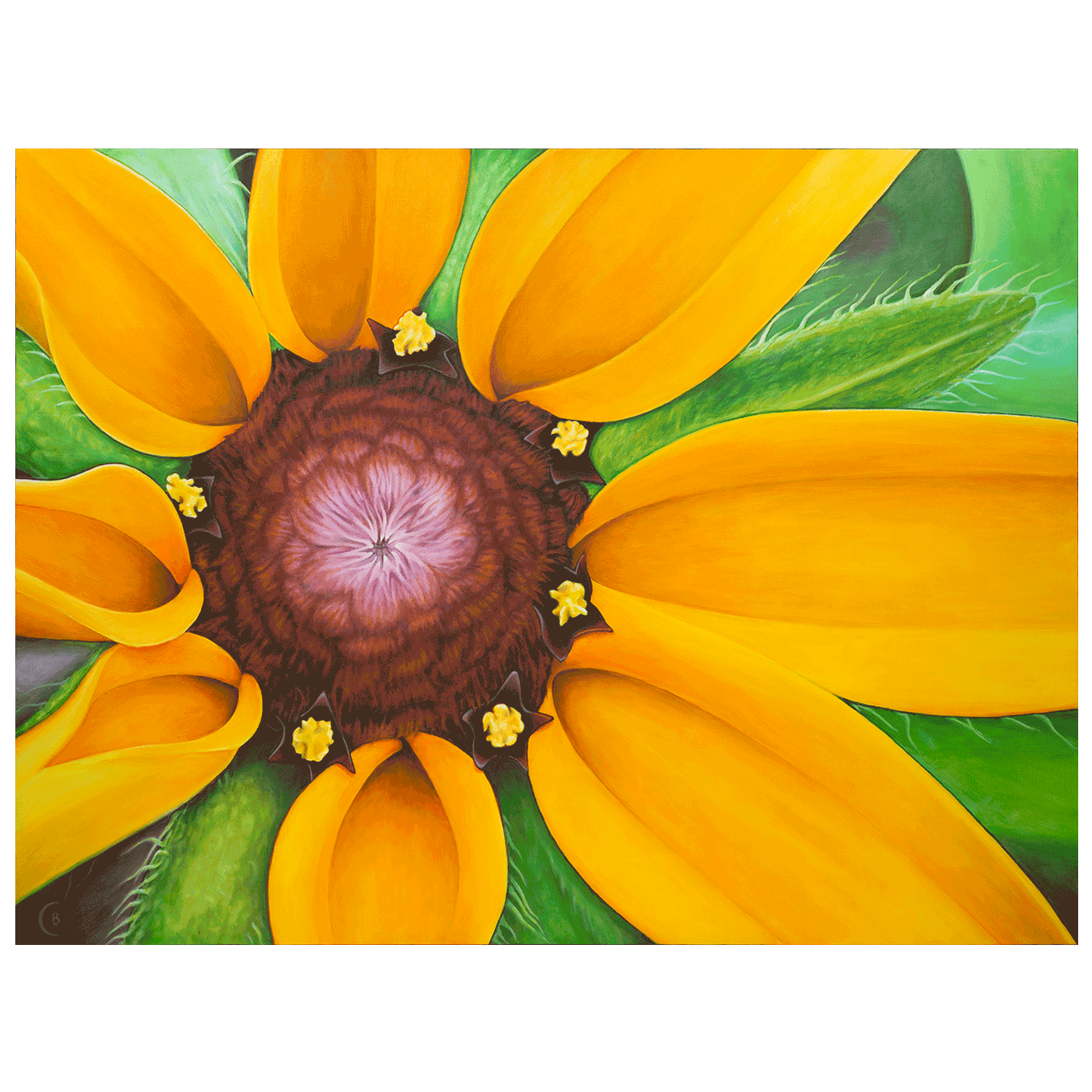 BlackEyedSusan-Main-print-1500.png
