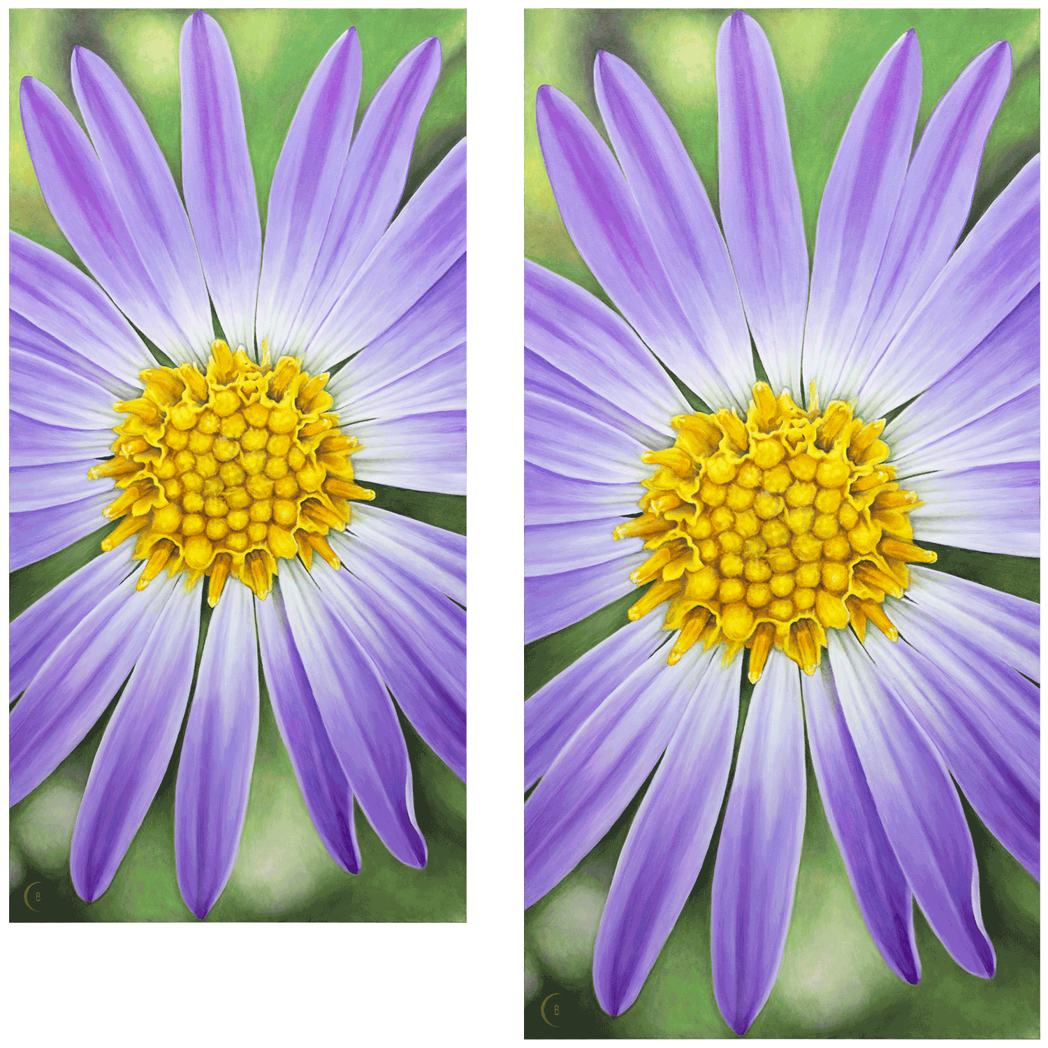 AAster-printsizes-2.png