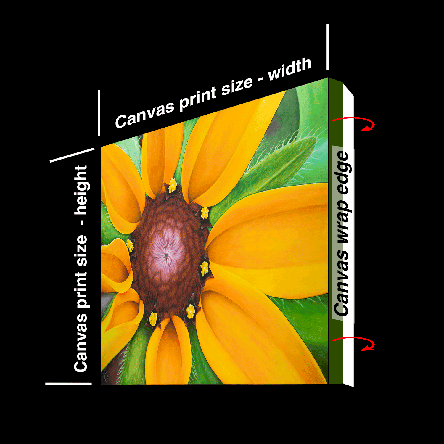 Blk-Eyed-Susan-WrapEdge-PNG.png
