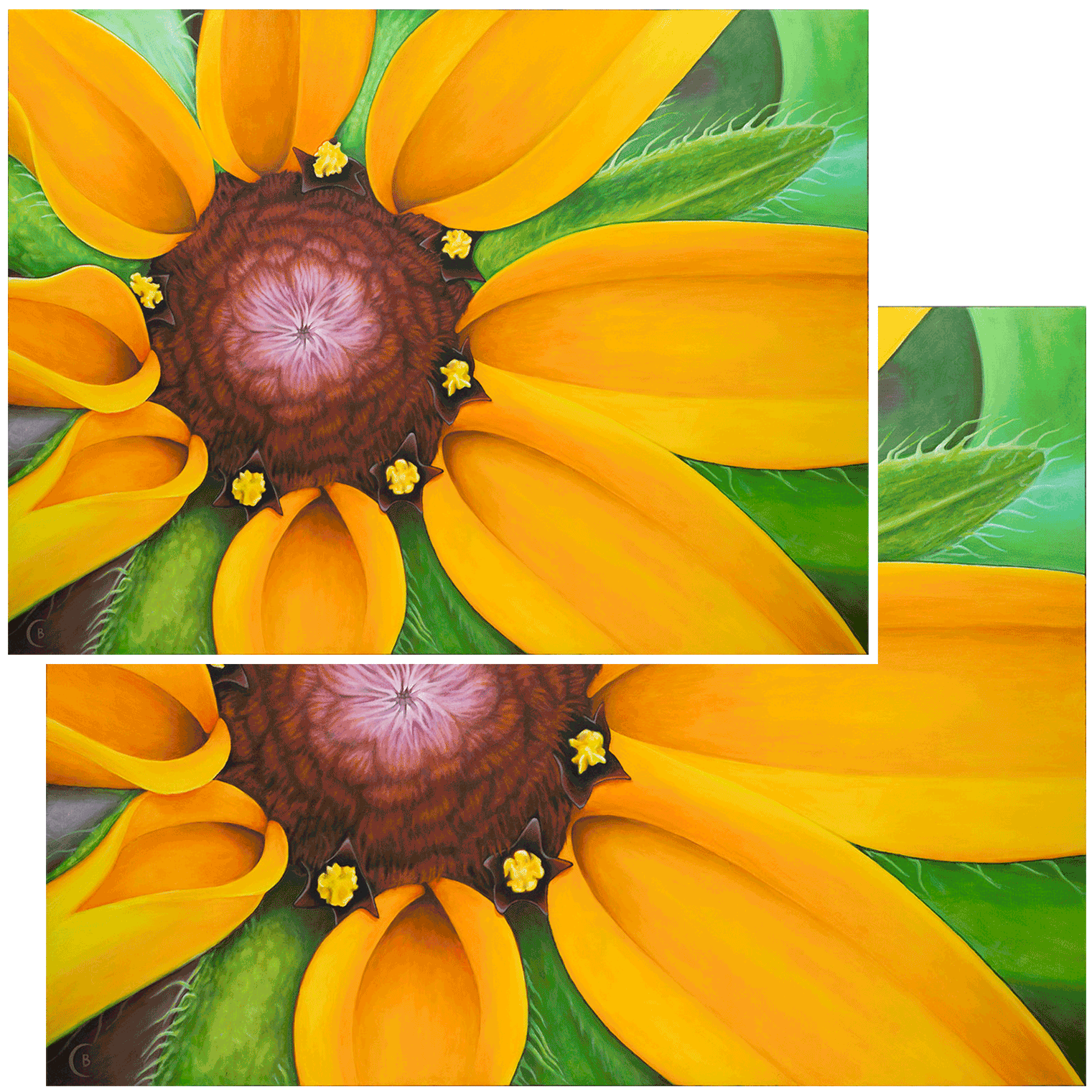 BlkEyedSusan-PaperPrintSizes-2-PNG.png