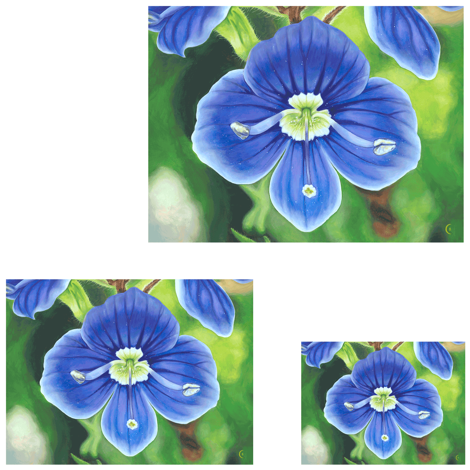 A close-up painting of a blue flower with green leaves in the background, with overlay text indicating gallery print options coming soon.
